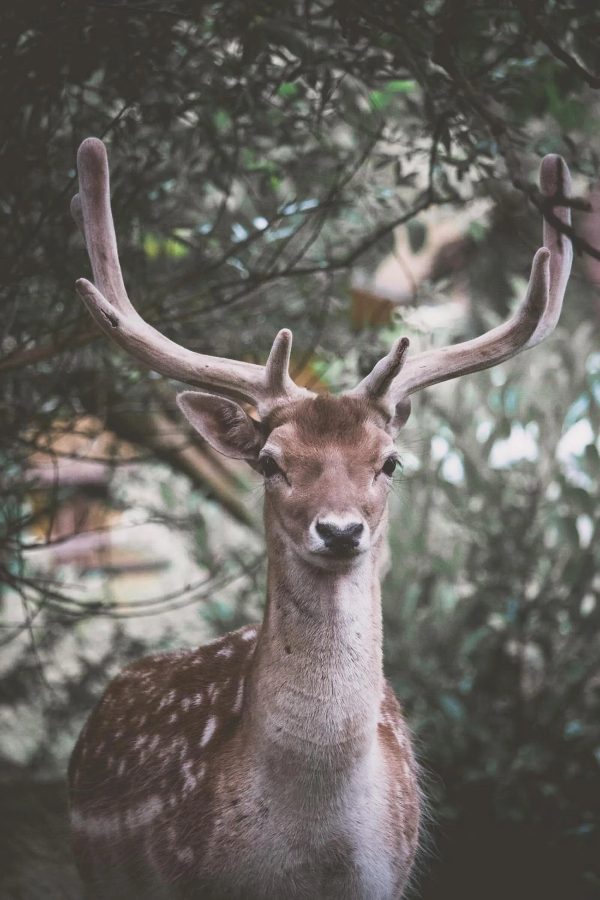 Animals in Polonezköy Country Club & Accommodation in the Wildlife Park!