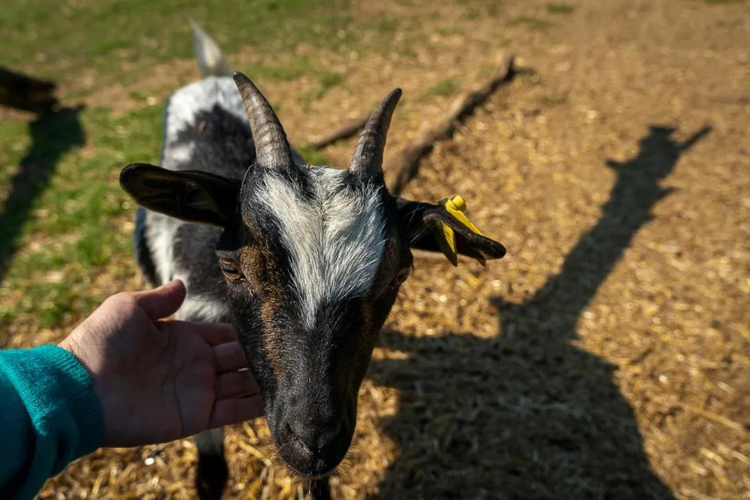 Animals in Polonezköy Country Club & Accommodation in the Wildlife Park!