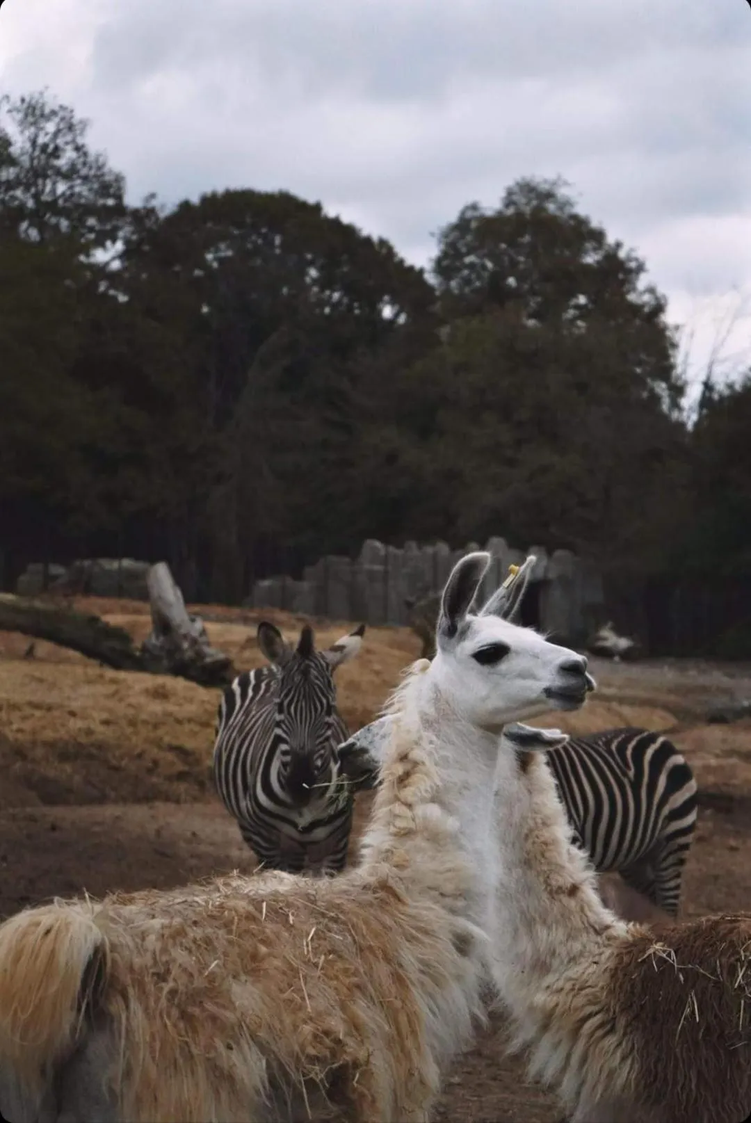 Animals in Polonezköy Country Club & Accommodation in the Wildlife Park!