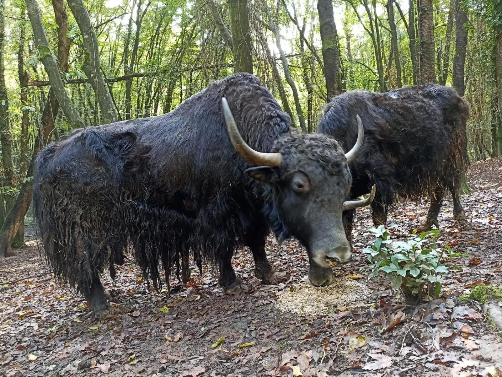 Property building in Polonezköy Country Club & Accommodation in the Wildlife Park!