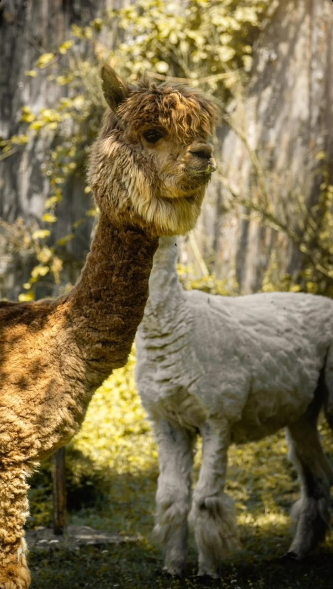 Animals in Polonezköy Country Club & Accommodation in the Wildlife Park!