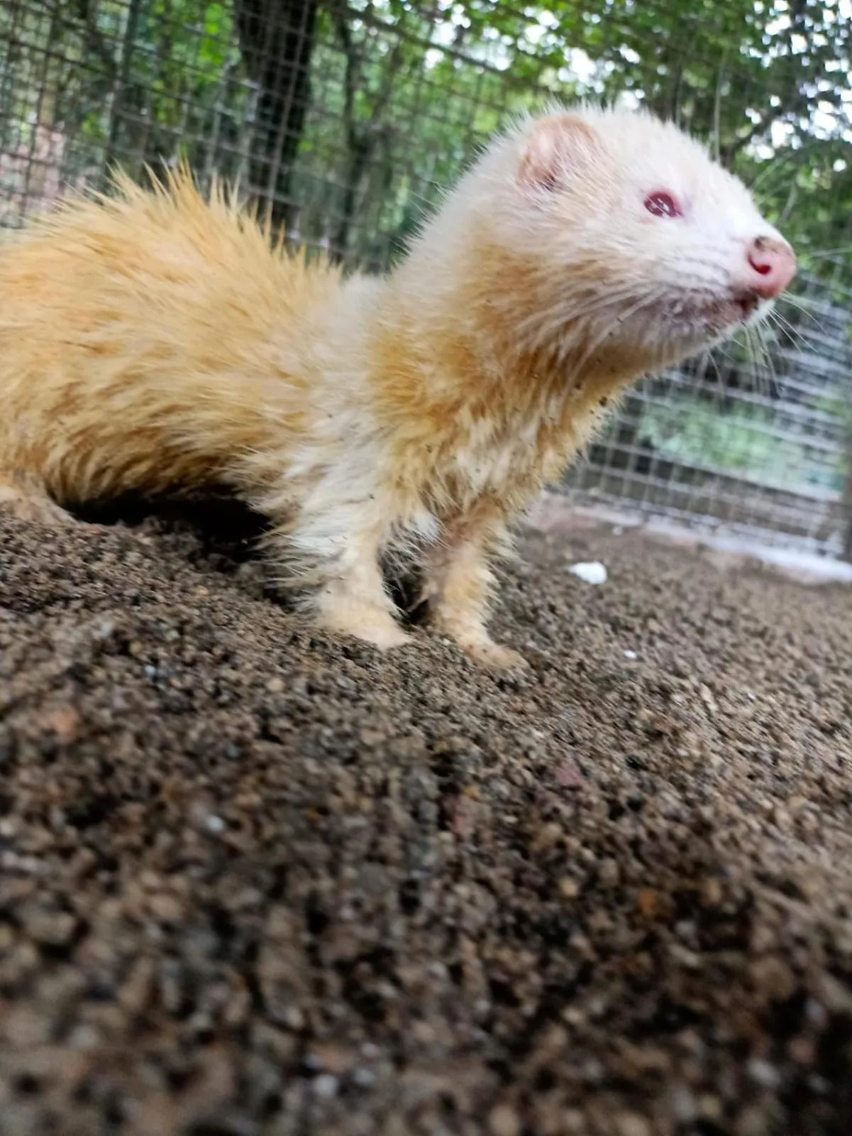 Property building in Polonezköy Country Club & Accommodation in the Wildlife Park!