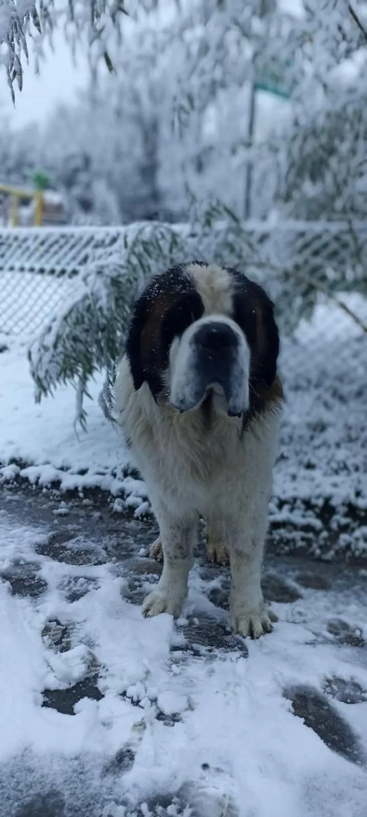 Pets in Polonezköy Country Club & Accommodation in the Wildlife Park!