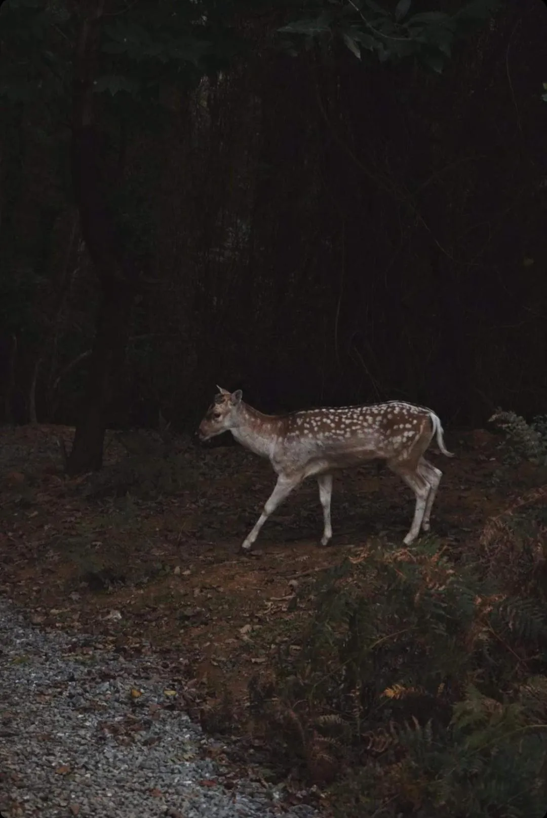 Natural landscape in Polonezköy Country Club & Accommodation in the Wildlife Park!