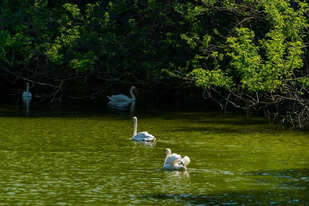People in Polonezköy Country Club & Accommodation in the Wildlife Park!