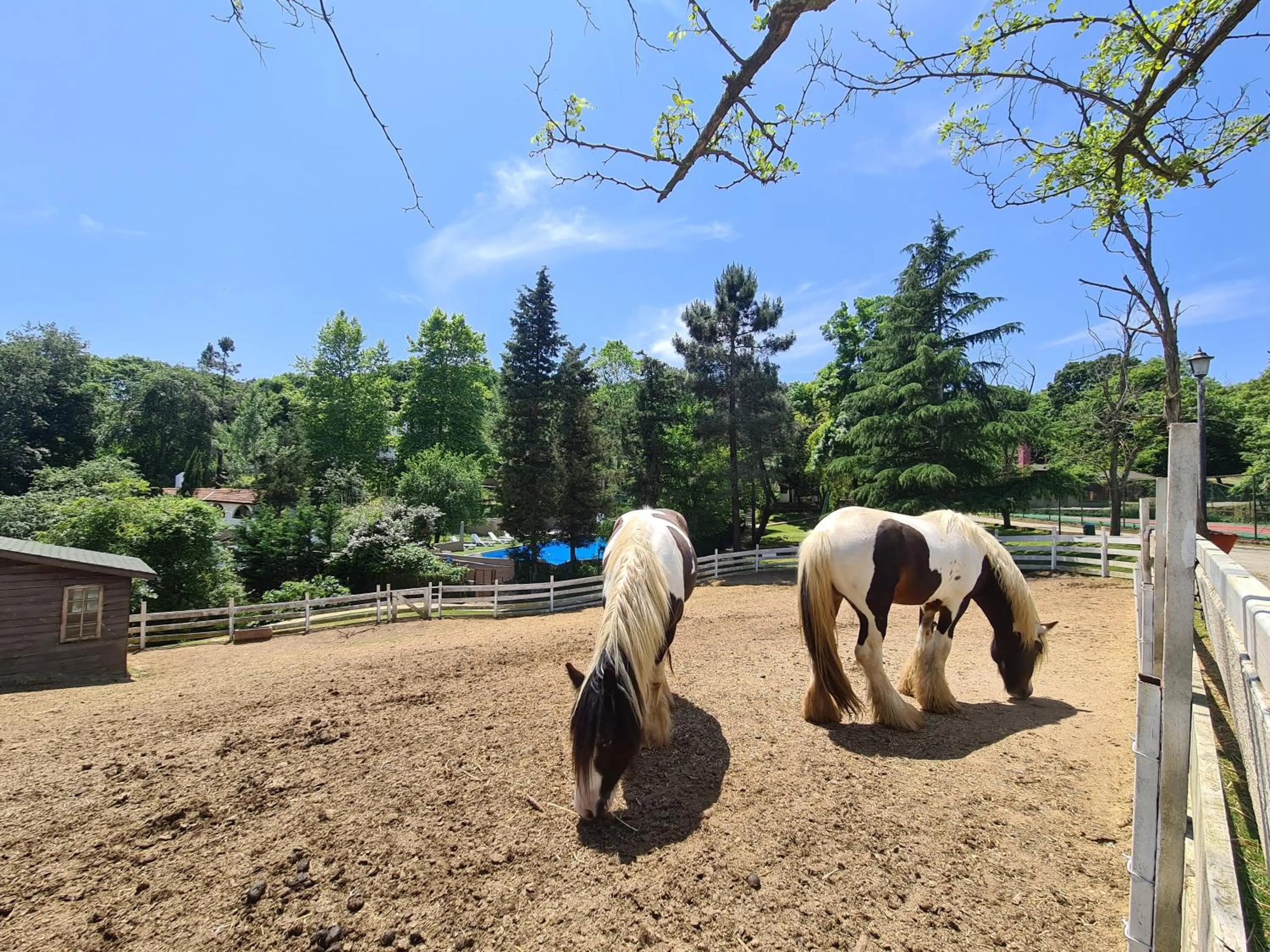 Animals in Polonezköy Country Club & Accommodation in the Wildlife Park!