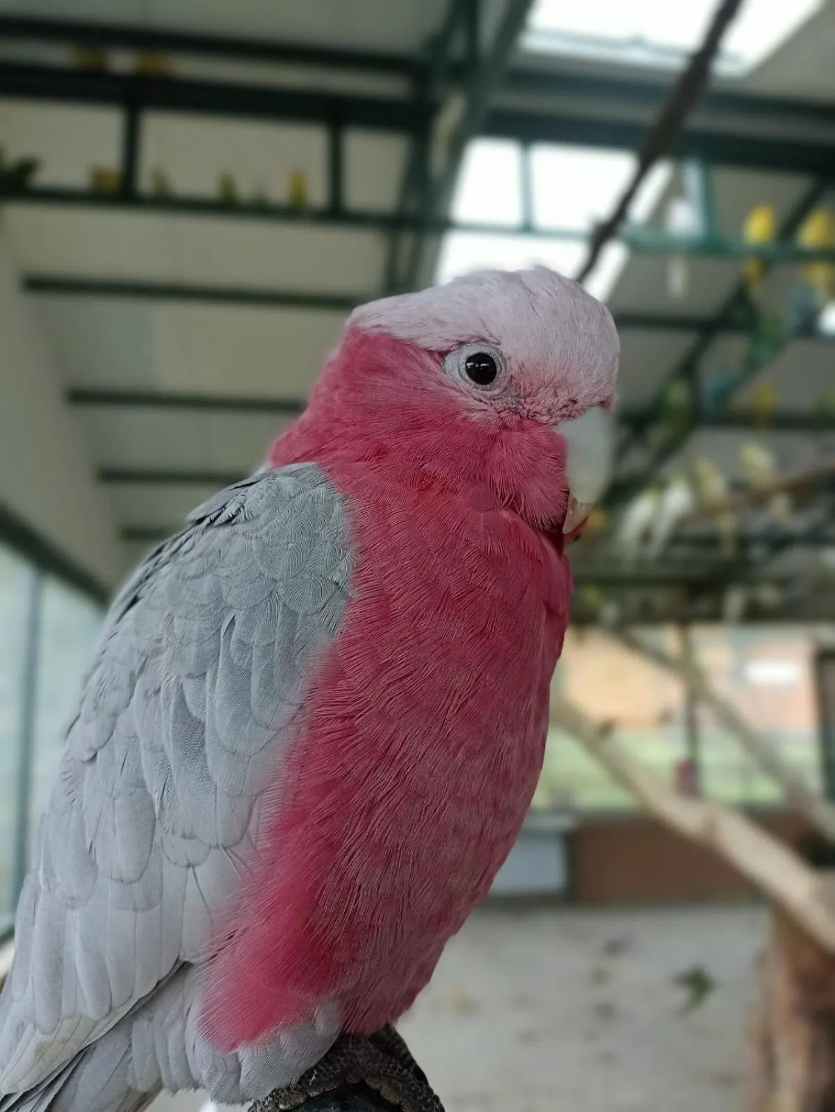 Property building in Polonezköy Country Club & Accommodation in the Wildlife Park!