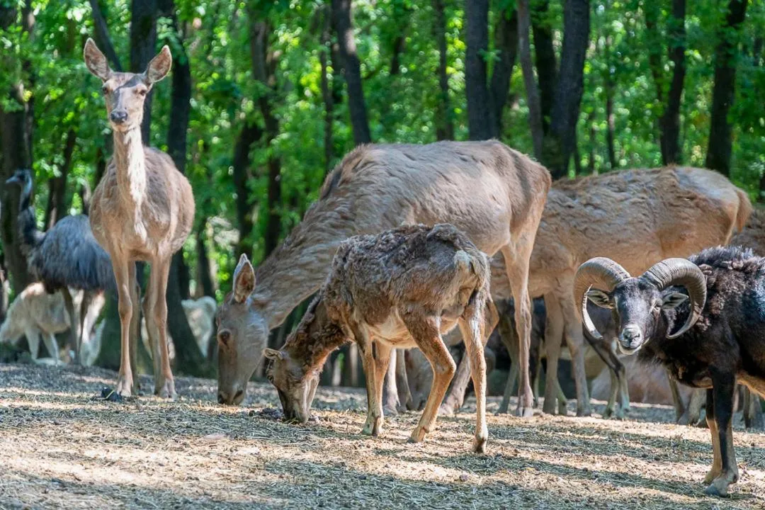 Animals in Polonezköy Country Club & Accommodation in the Wildlife Park!