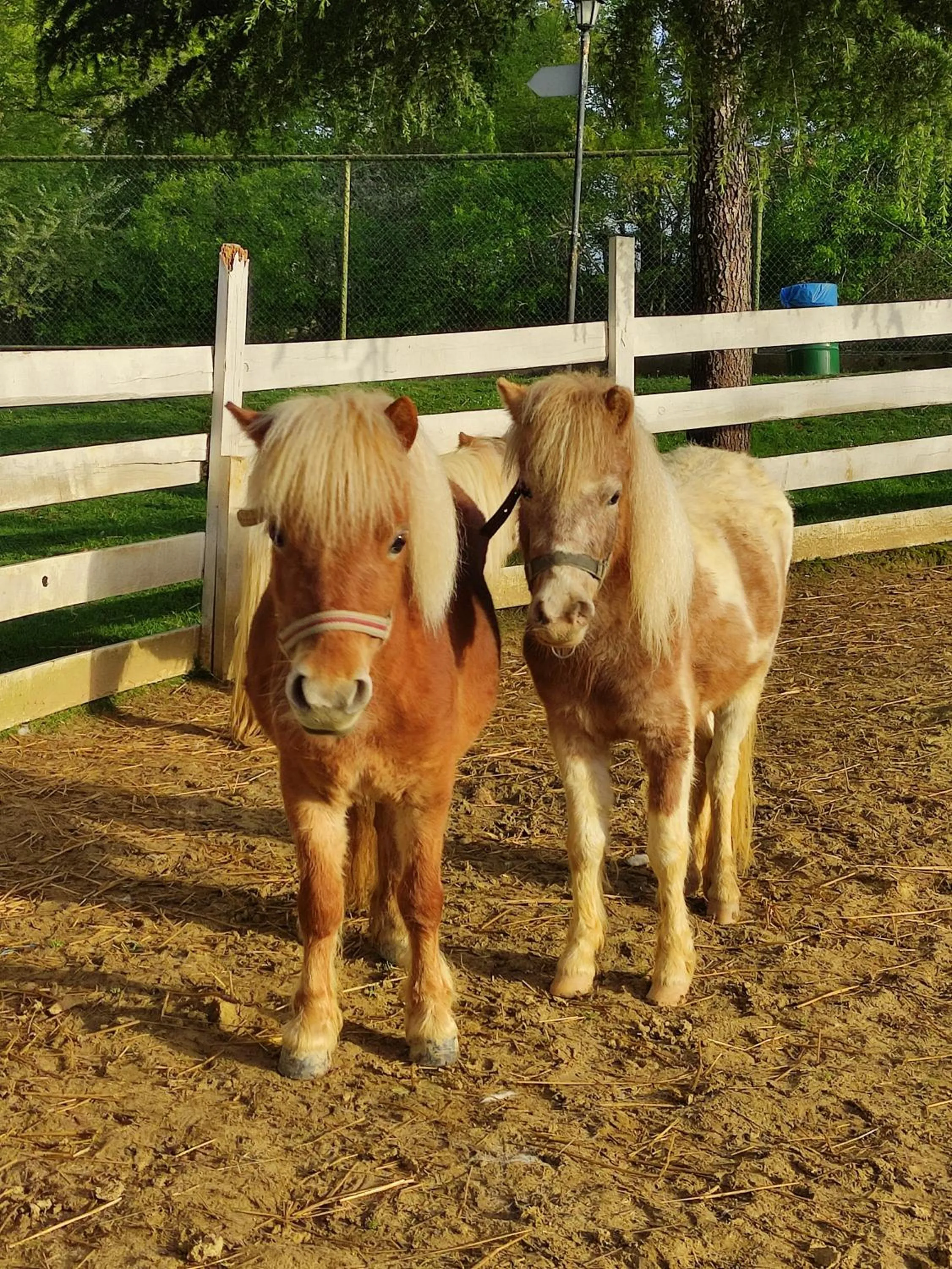 Animals in Polonezköy Country Club & Accommodation in the Wildlife Park!