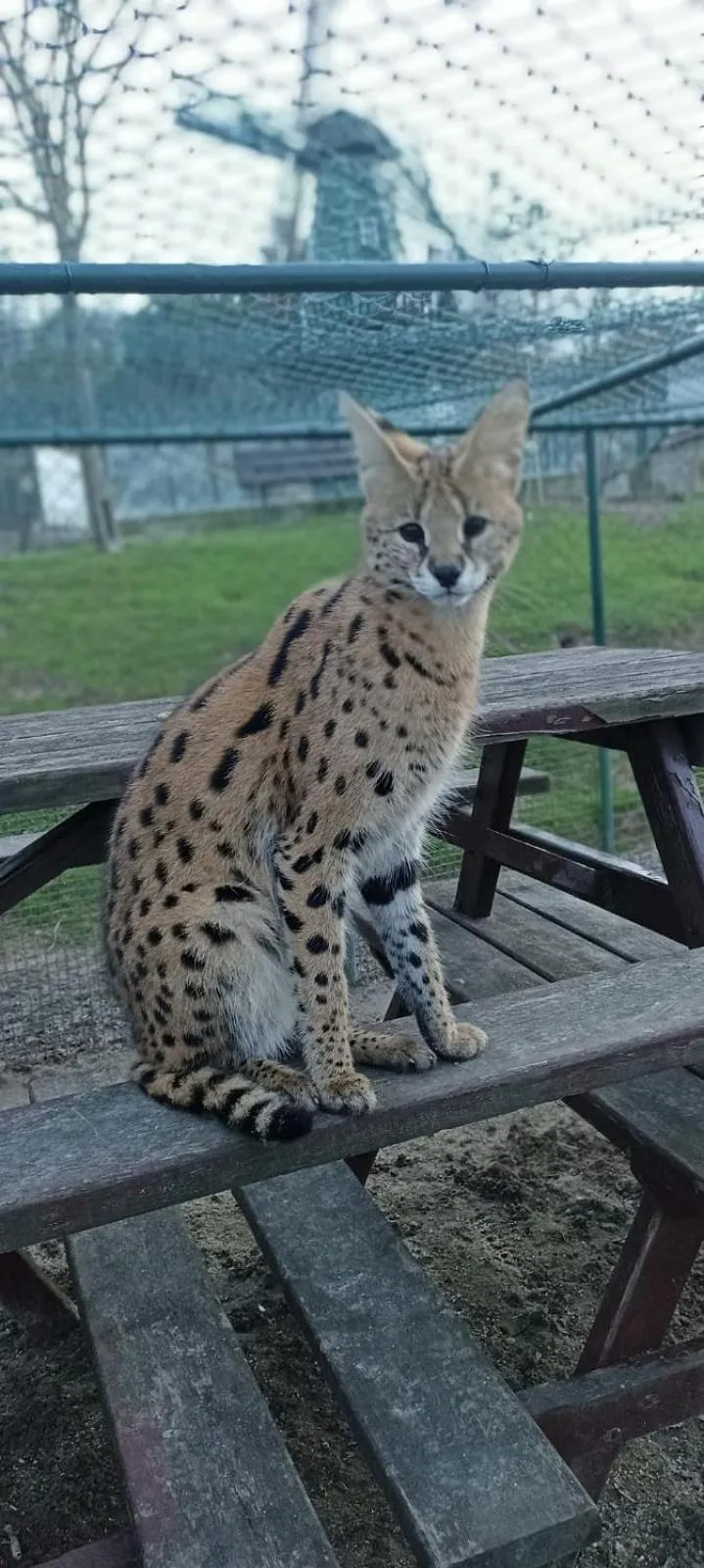 Property building in Polonezköy Country Club & Accommodation in the Wildlife Park!