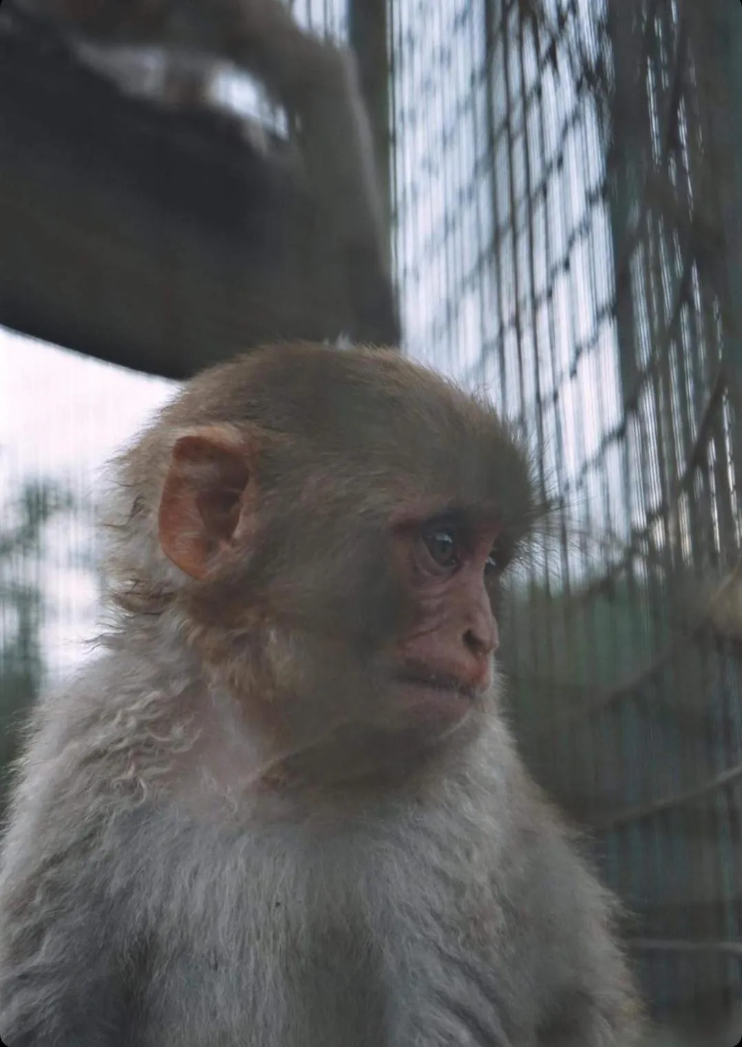 Animals in Polonezköy Country Club & Accommodation in the Wildlife Park!