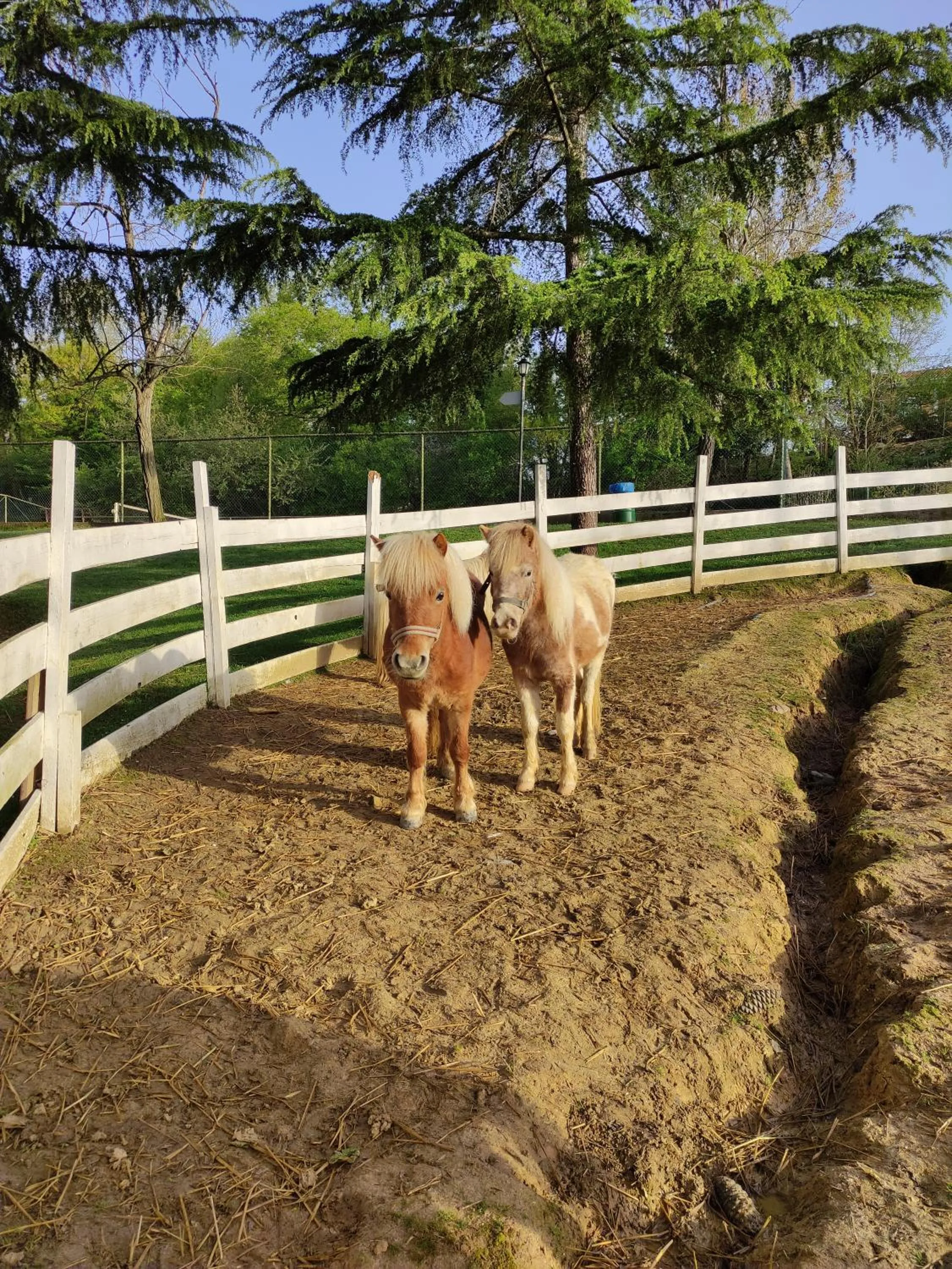 Animals in Polonezköy Country Club & Accommodation in the Wildlife Park!