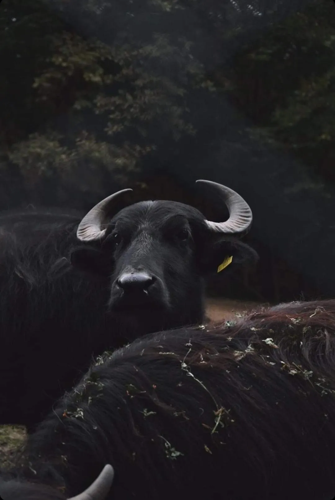 Animals in Polonezköy Country Club & Accommodation in the Wildlife Park!