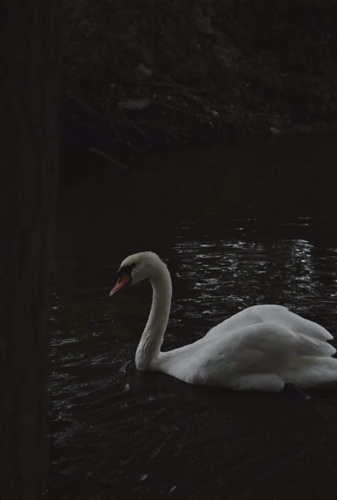 Animals in Polonezköy Country Club & Accommodation in the Wildlife Park!