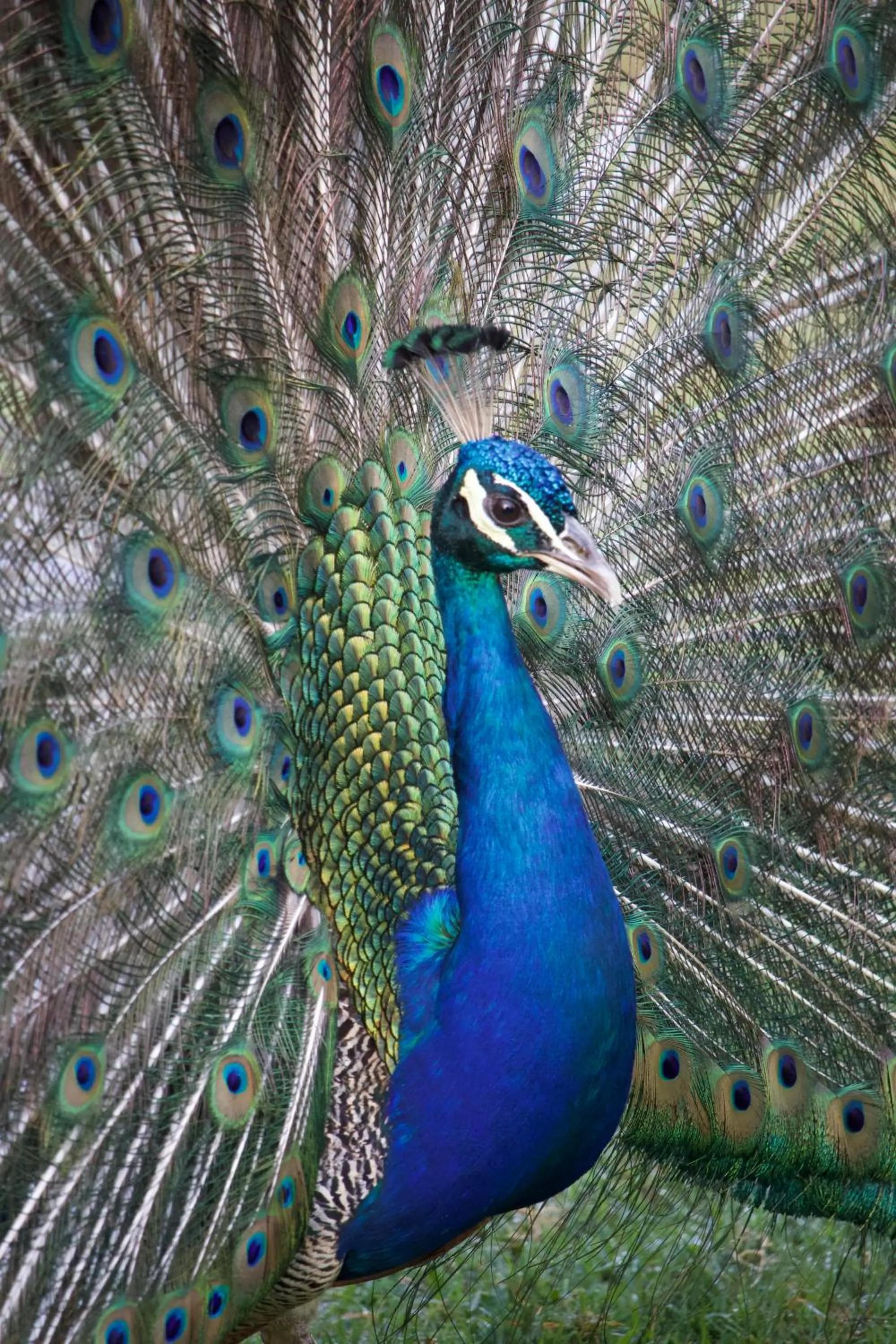 Animals in Polonezköy Country Club & Accommodation in the Wildlife Park!