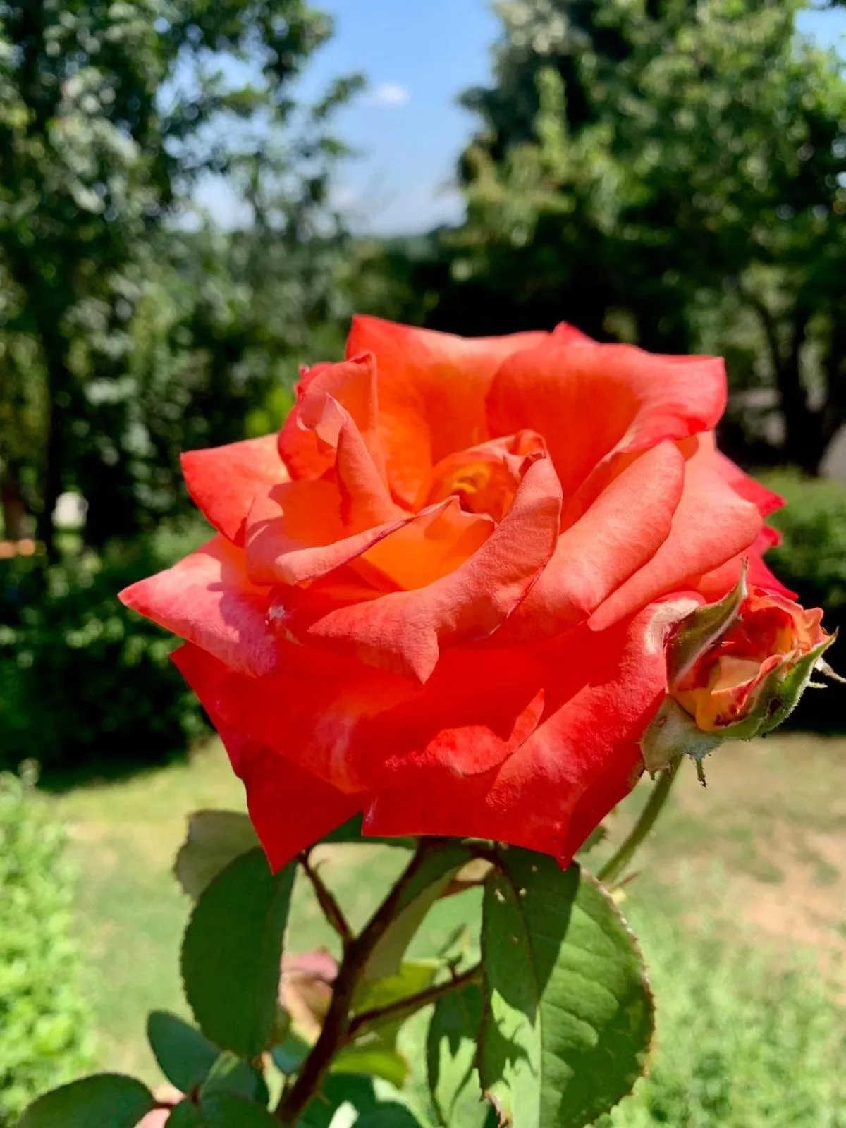 Patio in Polonezköy Country Club & Accommodation in the Wildlife Park!