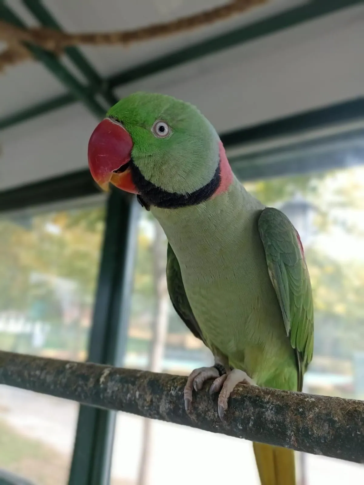 Animals in Polonezköy Country Club & Accommodation in the Wildlife Park!