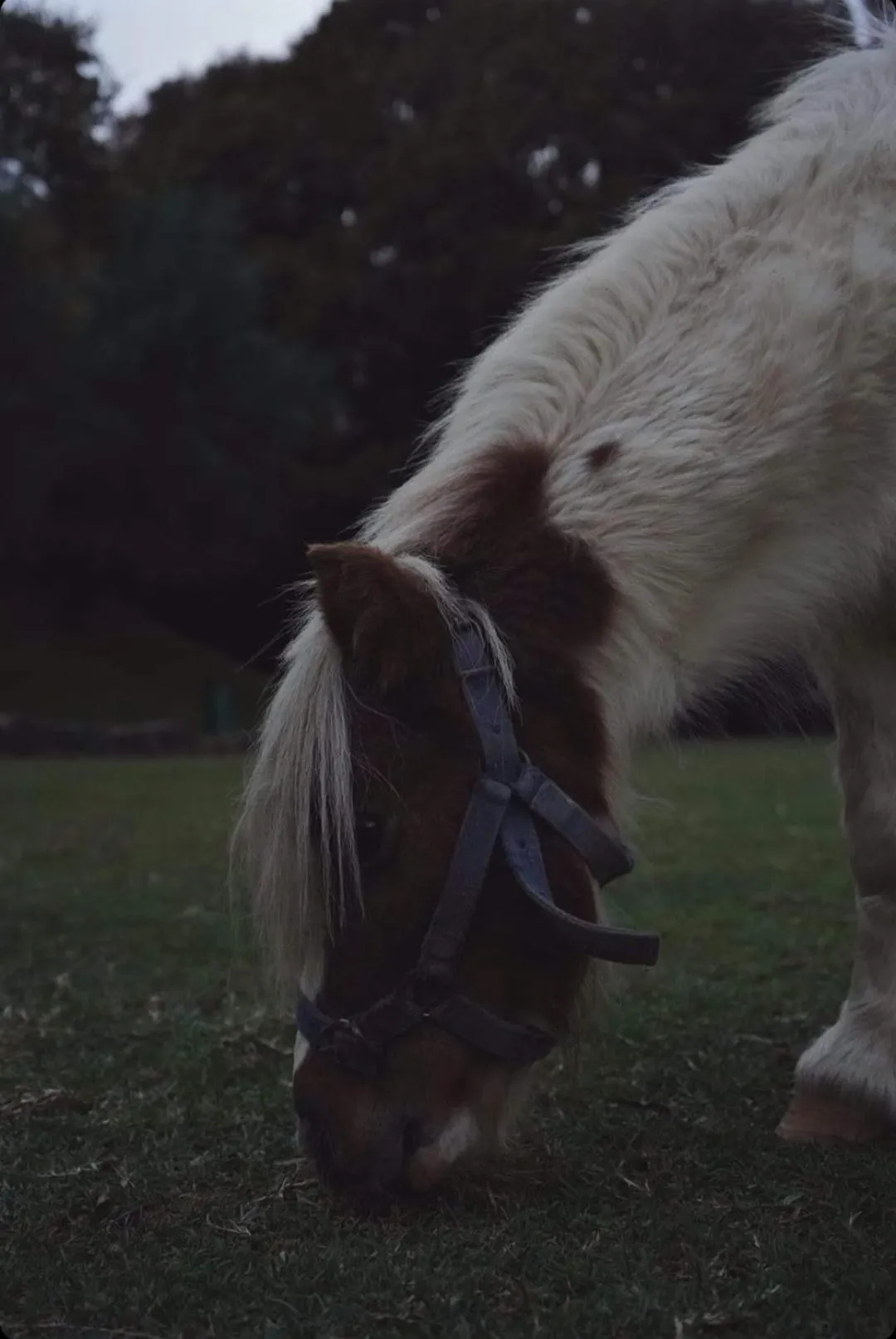 Animals in Polonezköy Country Club & Accommodation in the Wildlife Park!