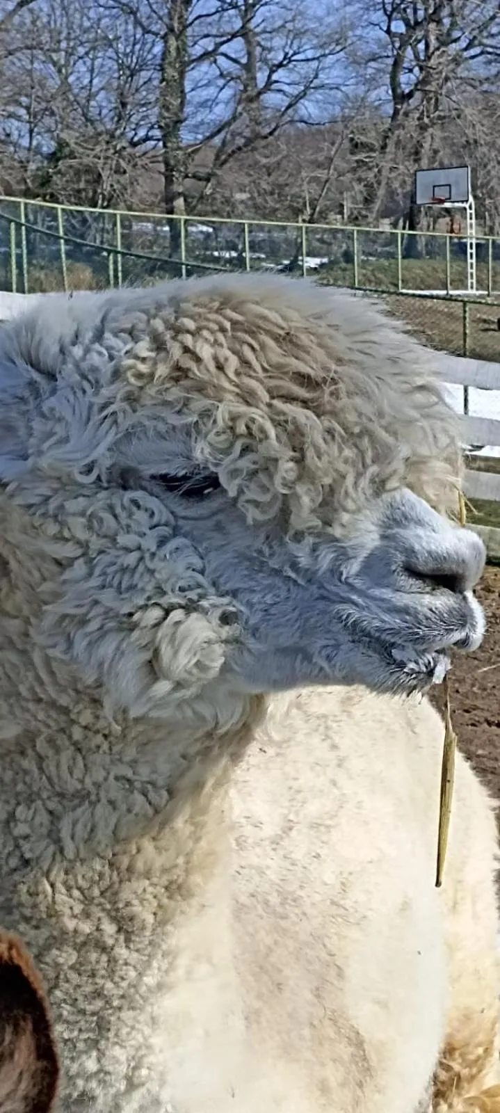 Property building in Polonezköy Country Club & Accommodation in the Wildlife Park!