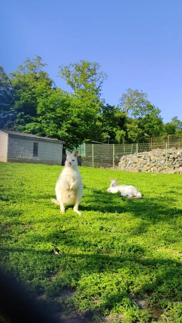 Animals in Polonezköy Country Club & Accommodation in the Wildlife Park!