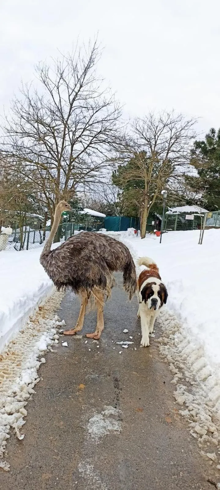 Property building in Polonezköy Country Club & Accommodation in the Wildlife Park!