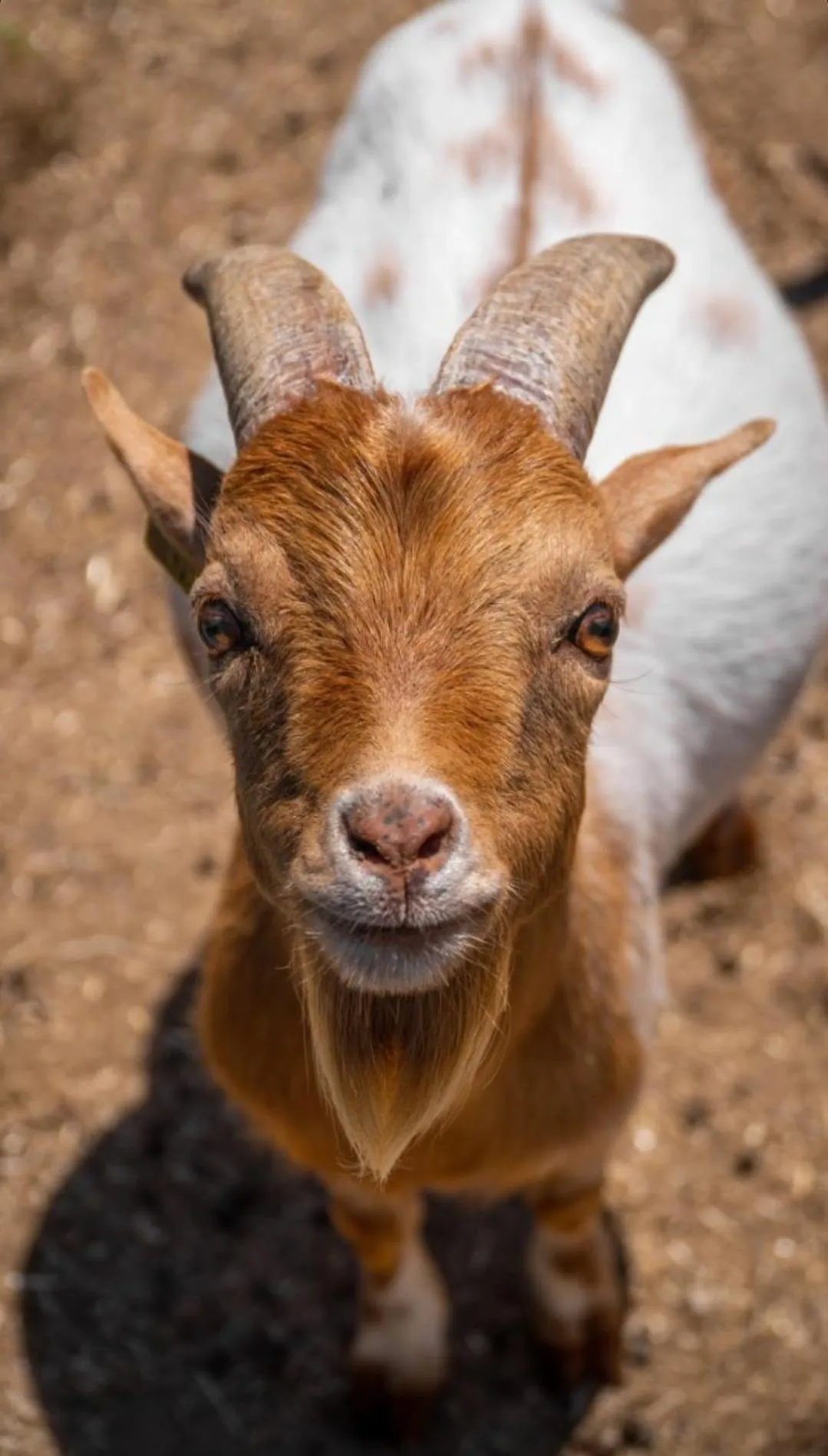 Animals in Polonezköy Country Club & Accommodation in the Wildlife Park!