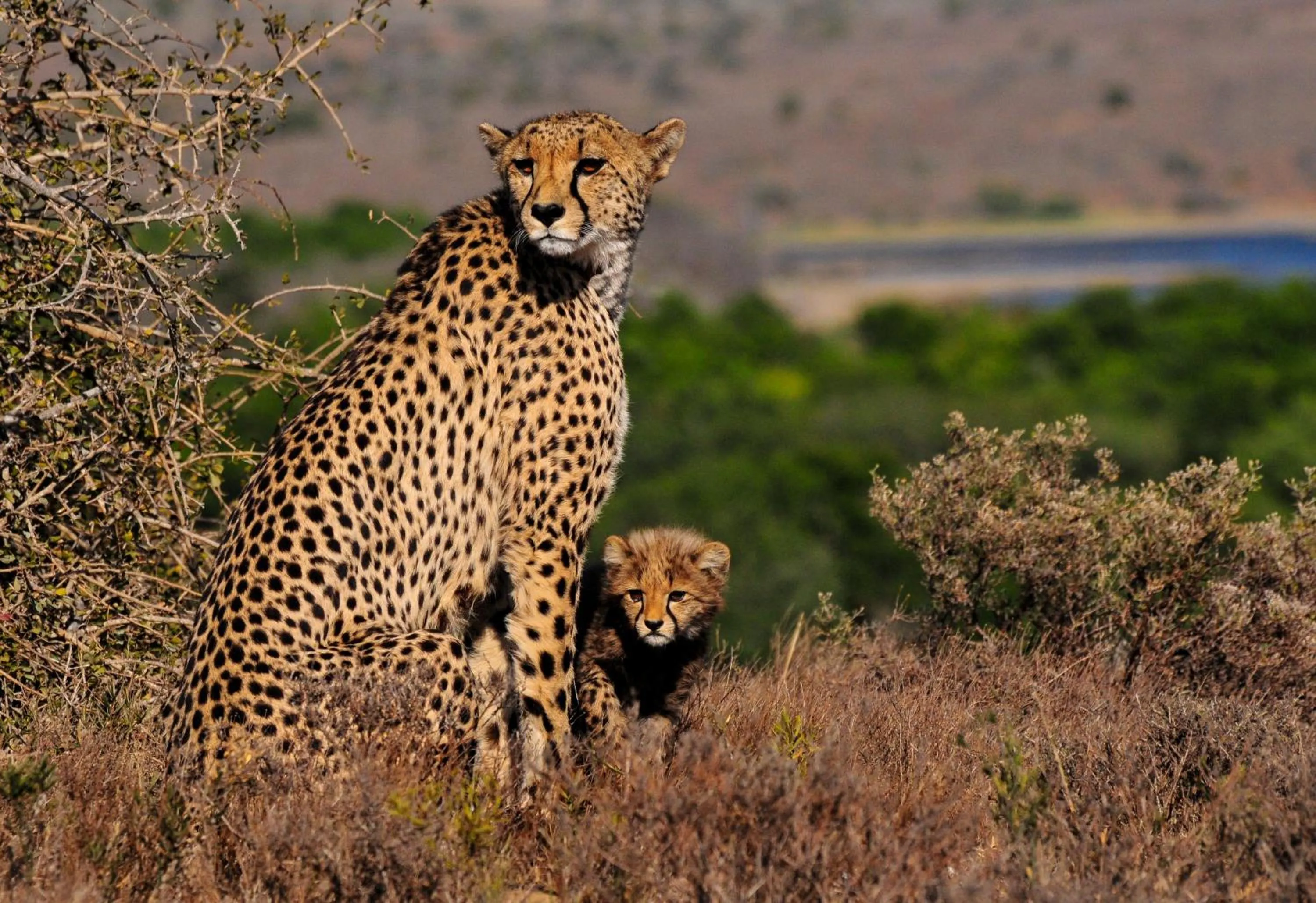 Natural landscape in Kwandwe Private Game Reserve - Uplands Homestead