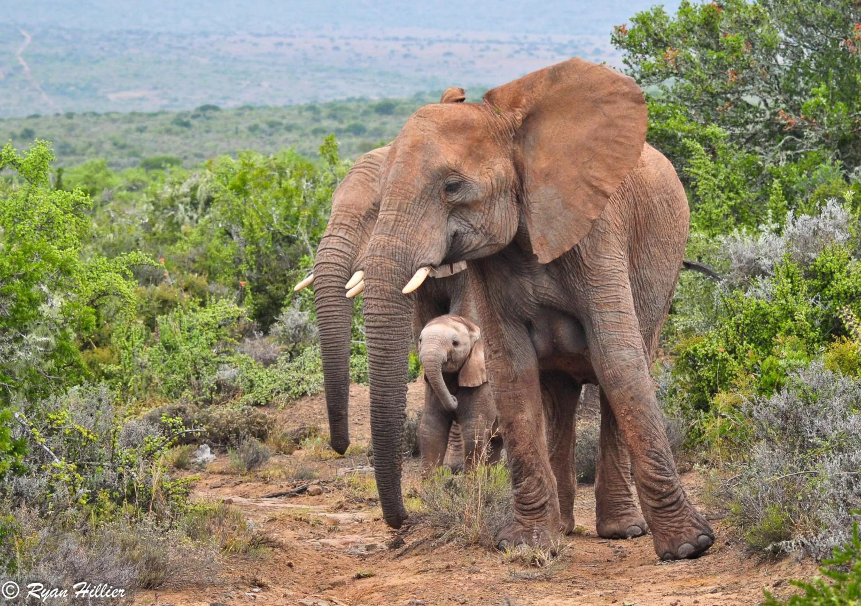 Natural landscape in Kwandwe Private Game Reserve - Uplands Homestead