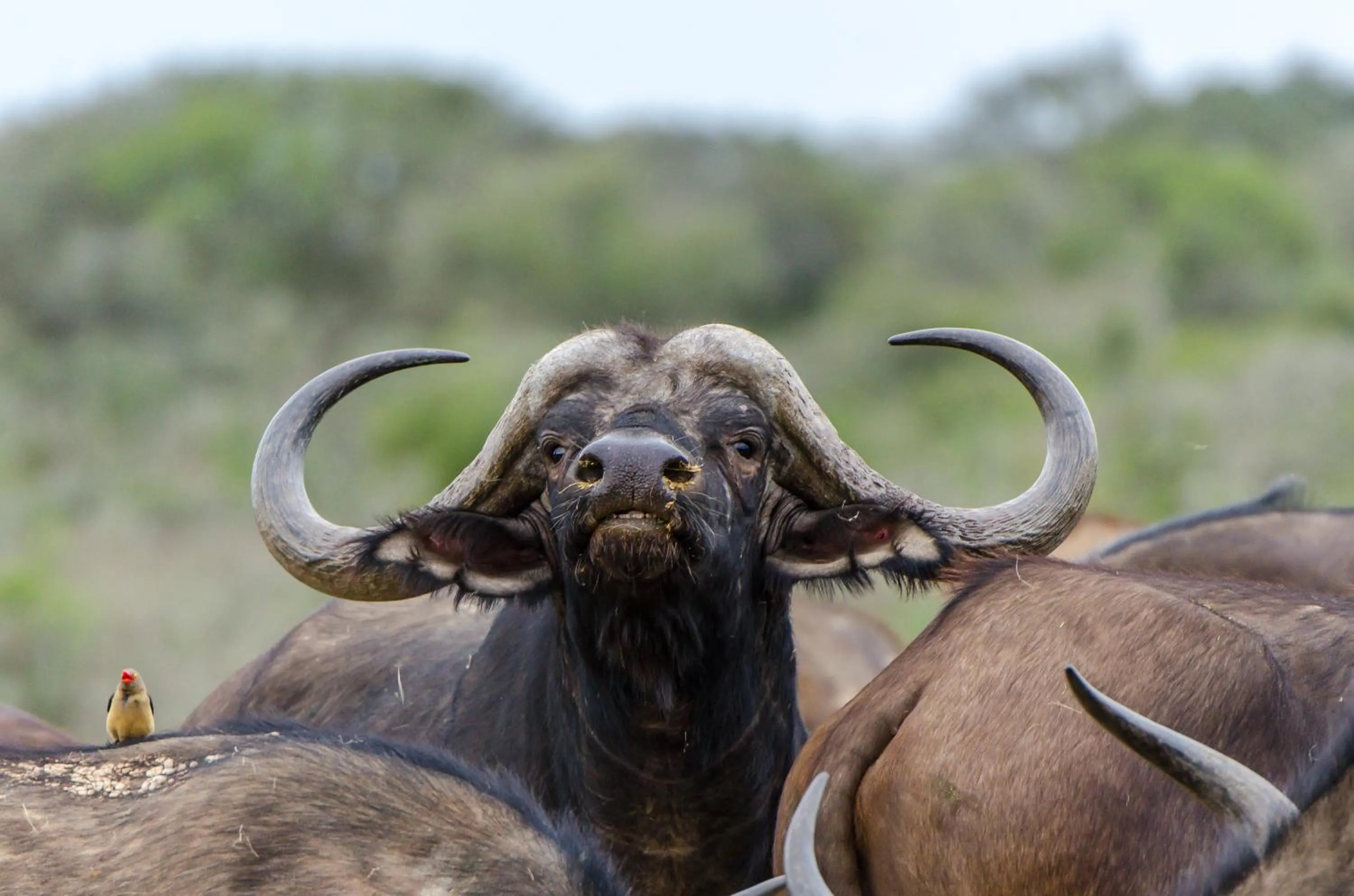 Natural landscape in Kwandwe Private Game Reserve - Uplands Homestead