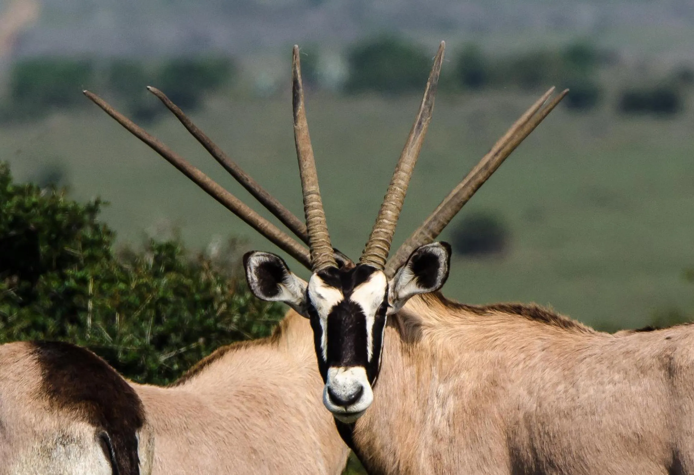 Animals in Kwandwe Private Game Reserve - Fort House