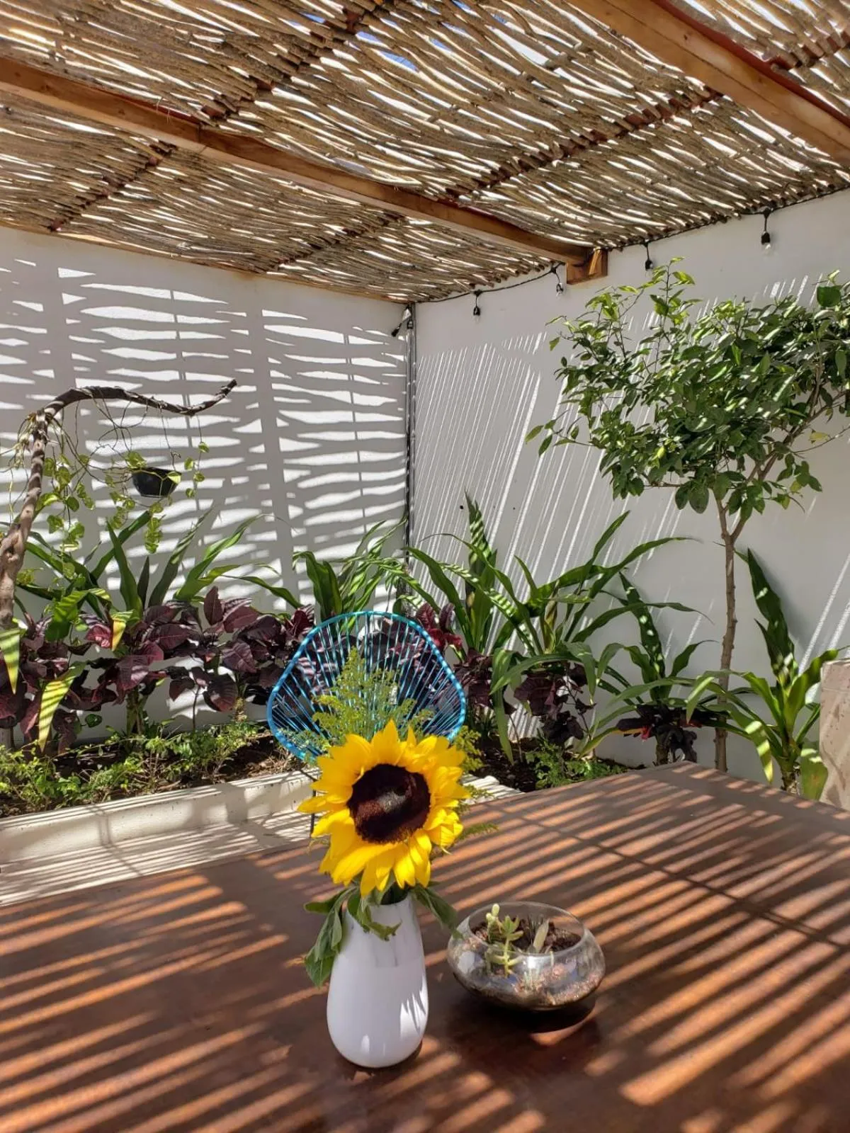 Patio in Casa Palo Verde