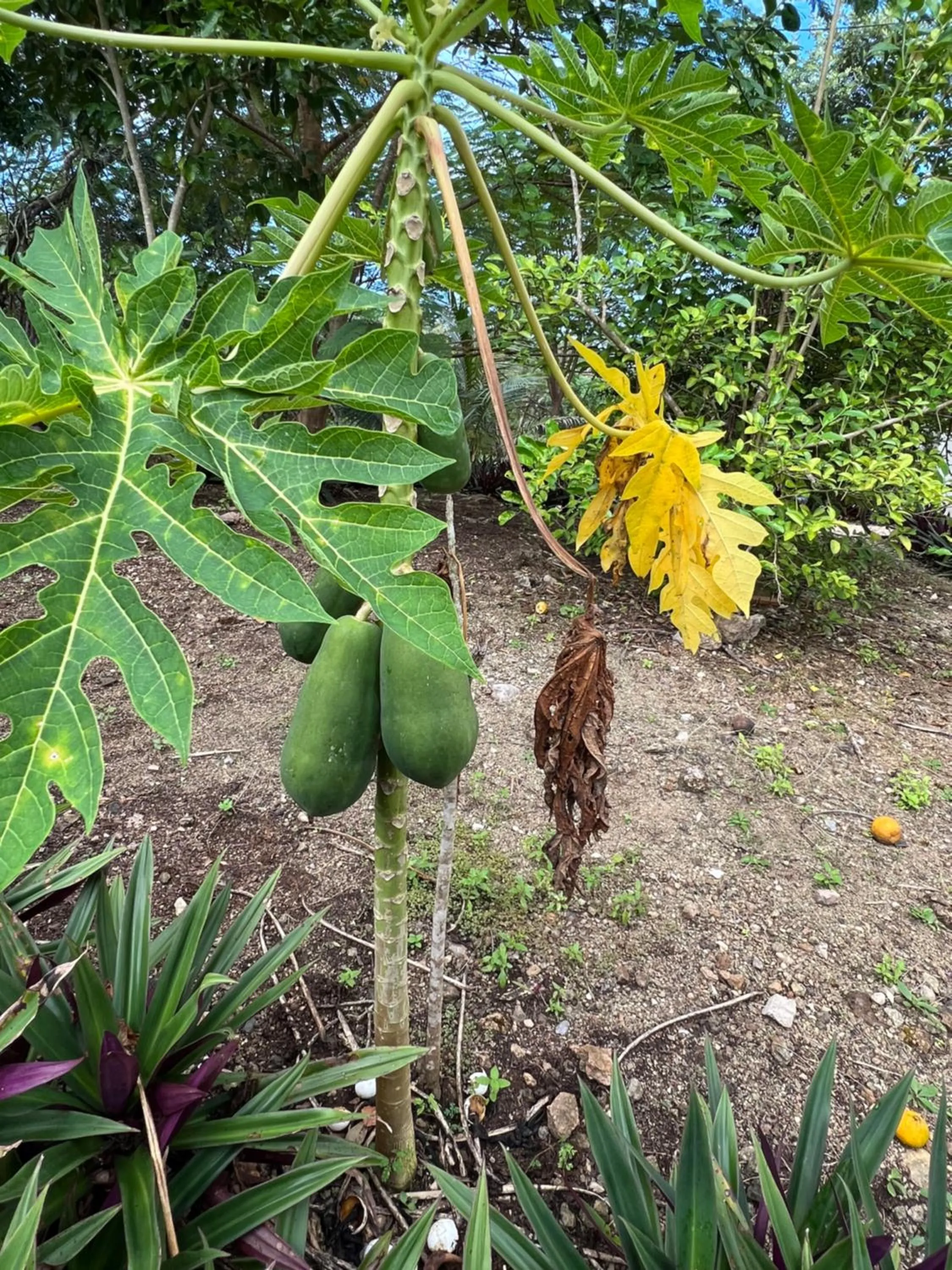 Garden in El Encanto - Hotel Boutique