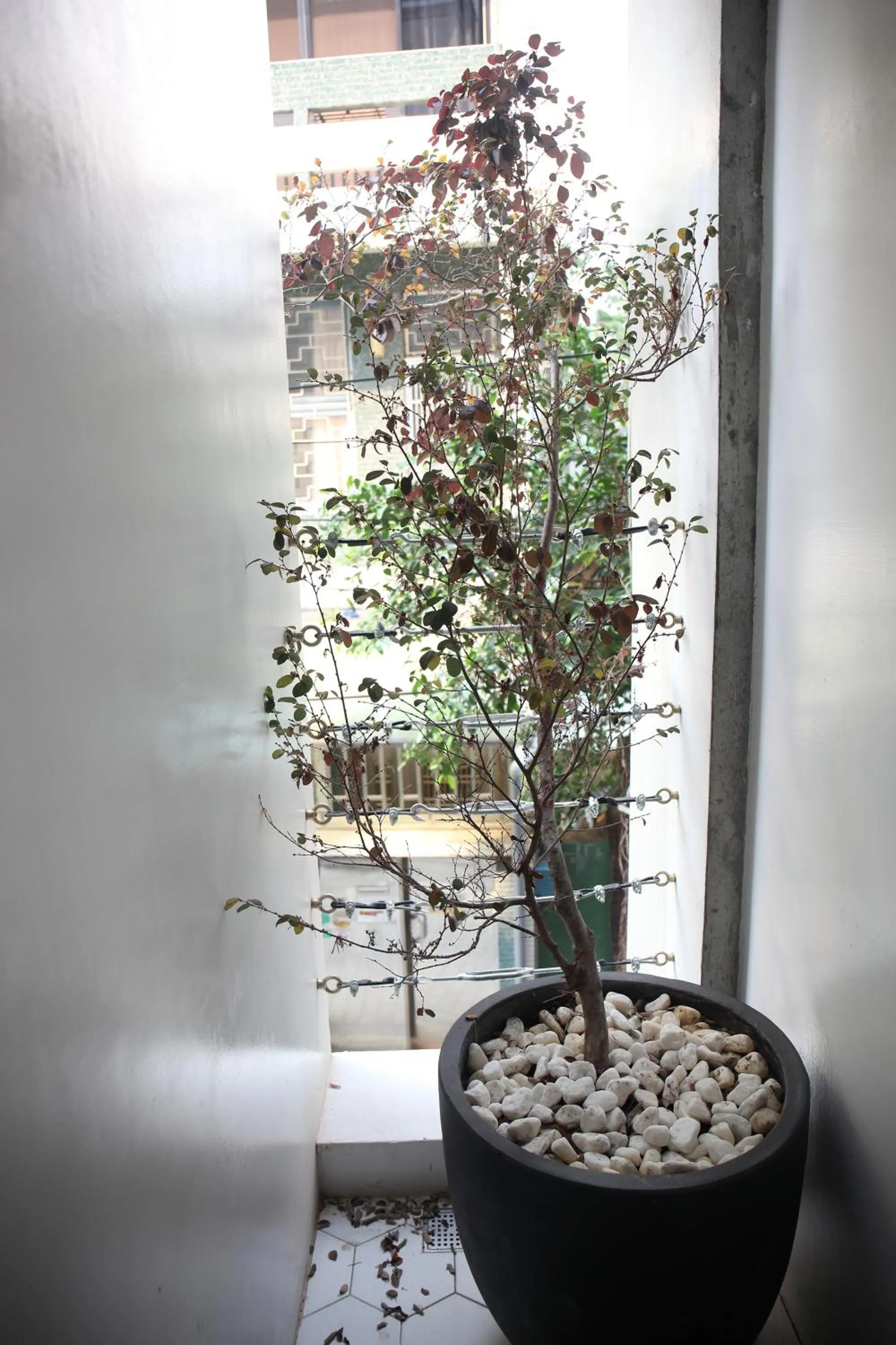 Balcony/Terrace in Spring Guest House