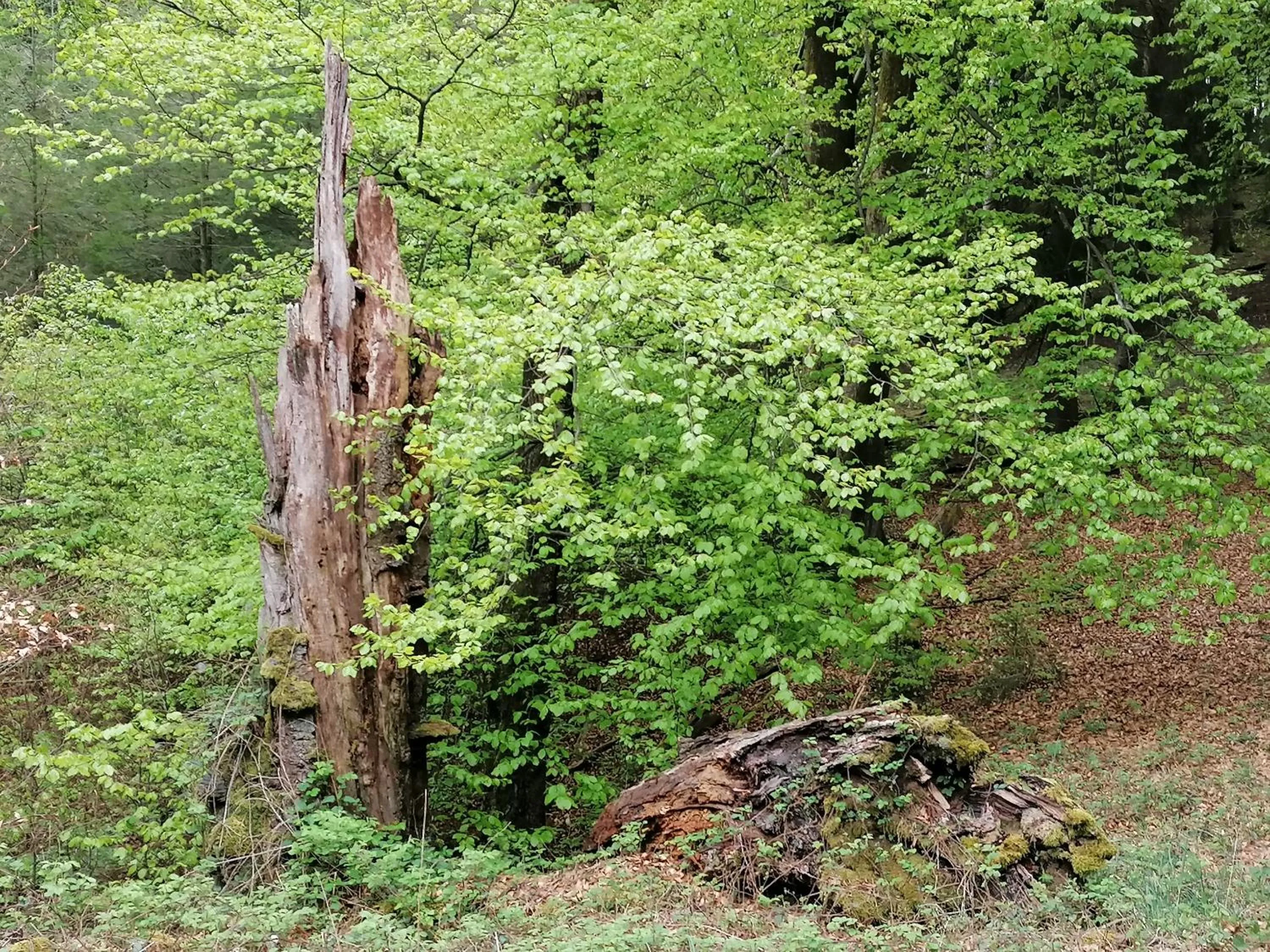 Spring in Landhotel Halbfas-Alterauge