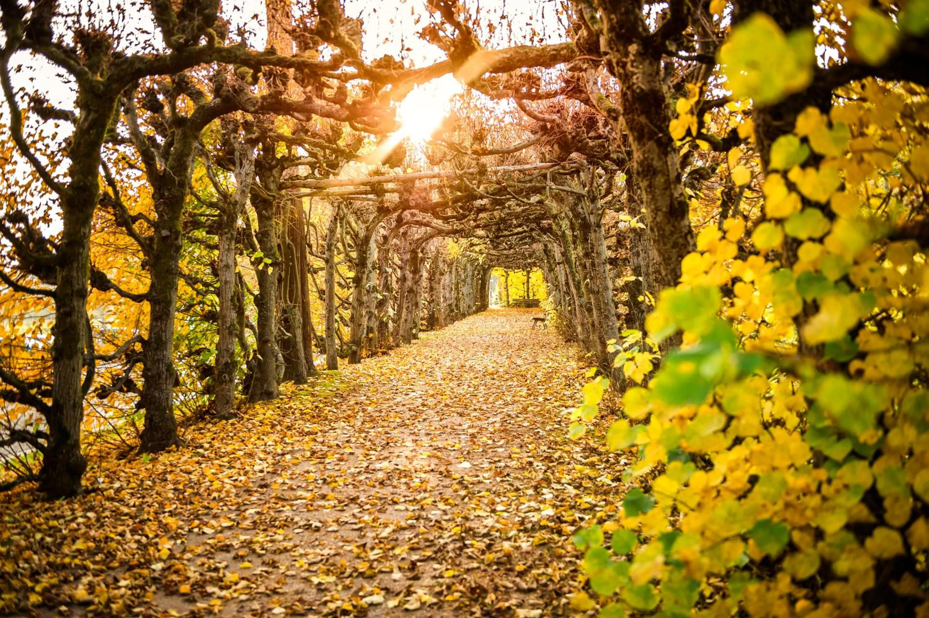 Garden in Dorint Resort & Spa Bad Brückenau