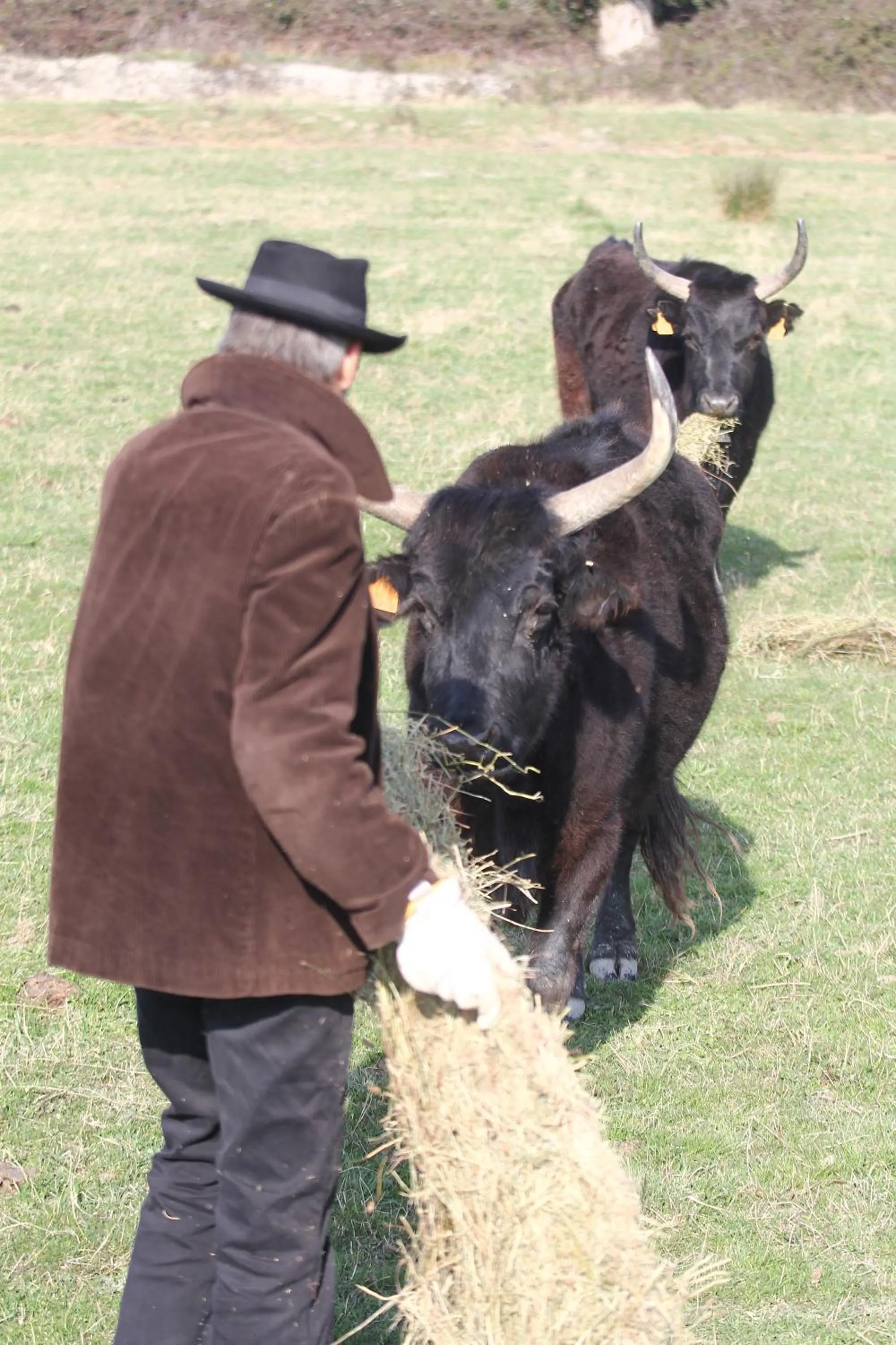 Area and facilities in La roulotte "Les Saintes"