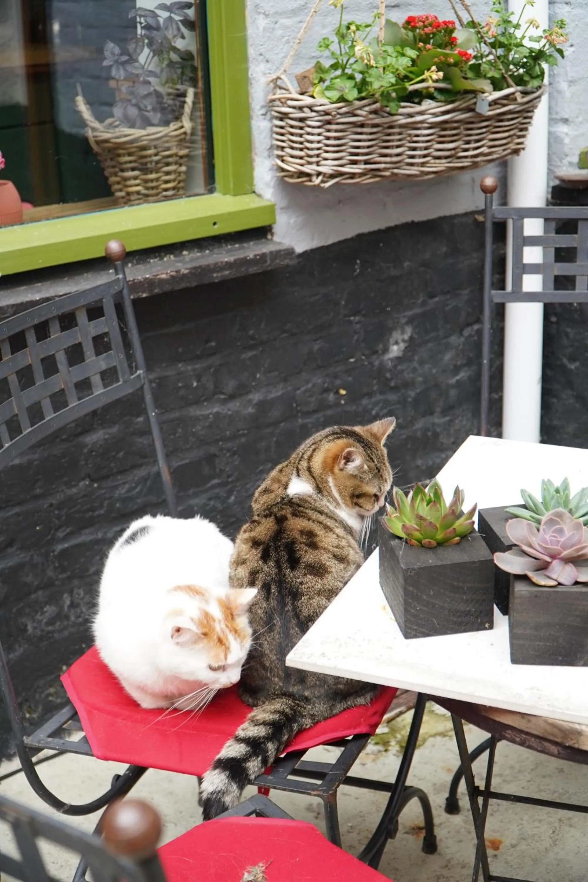 Pets in chambres d'hôtes Le Carillon