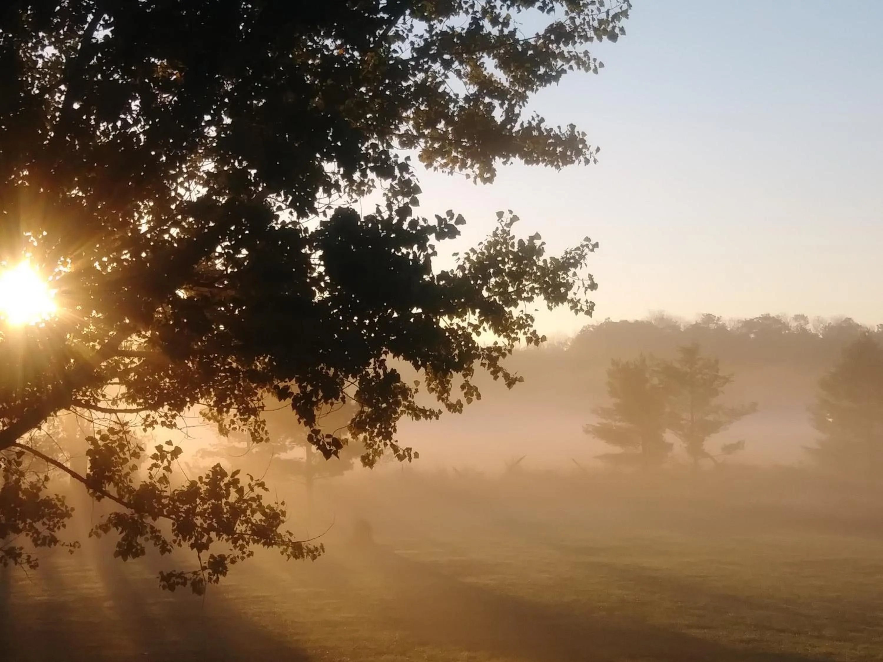Garden in Twin Peaks B&B