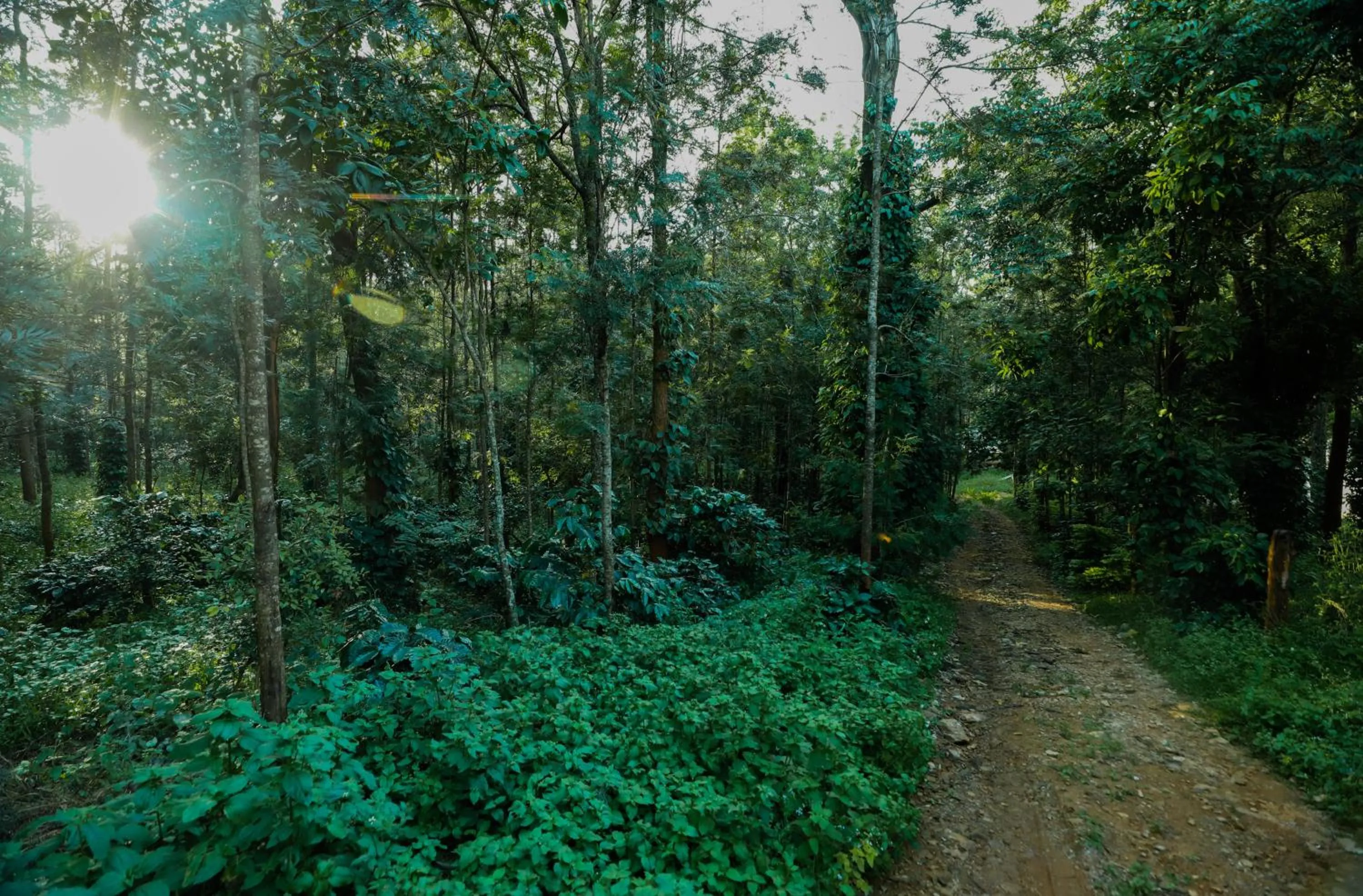Garden view in The Blossom Resort - Chikmagalur