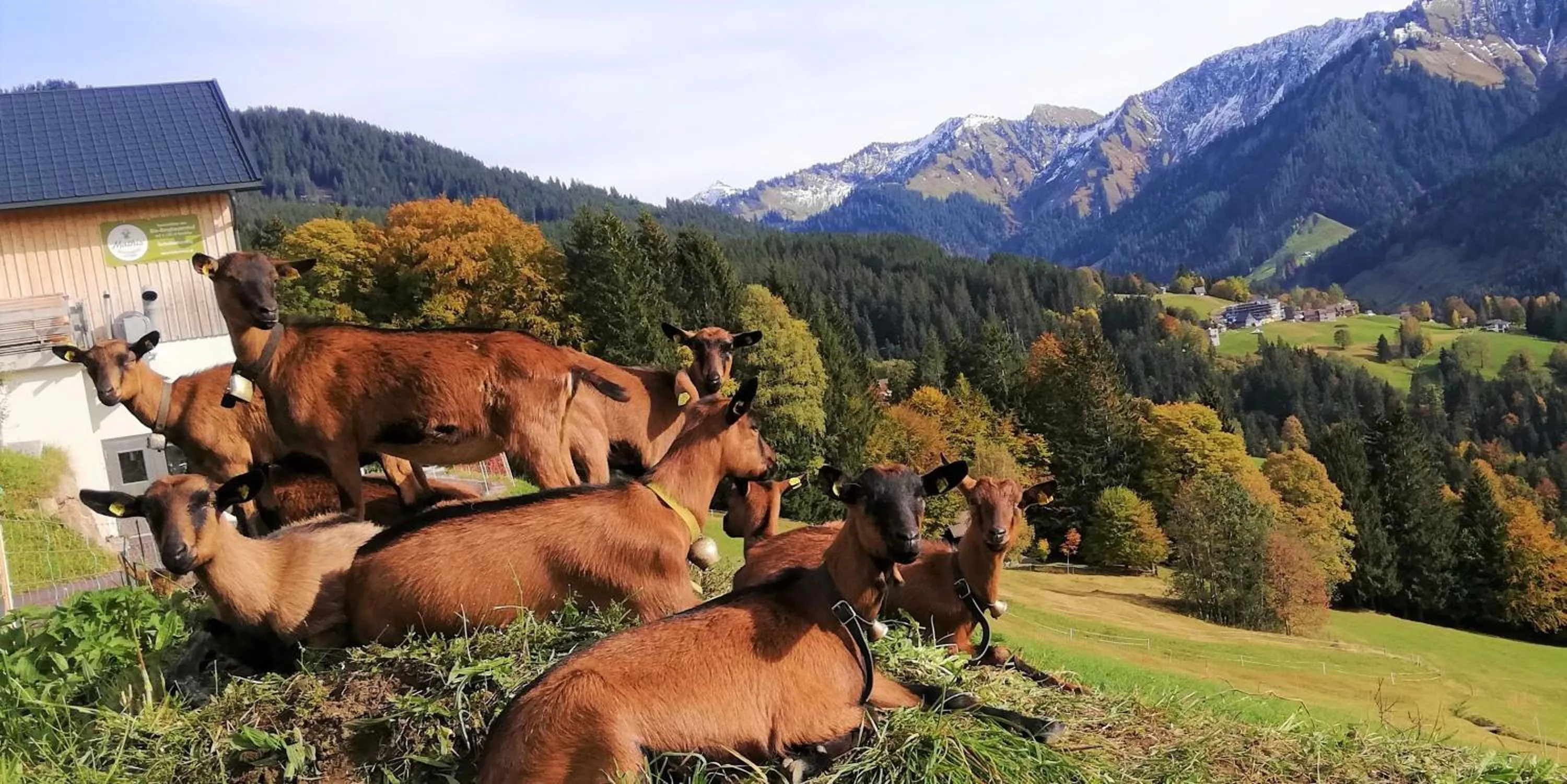 Natural landscape in JUFA Hotel Laterns - Klangholzhus