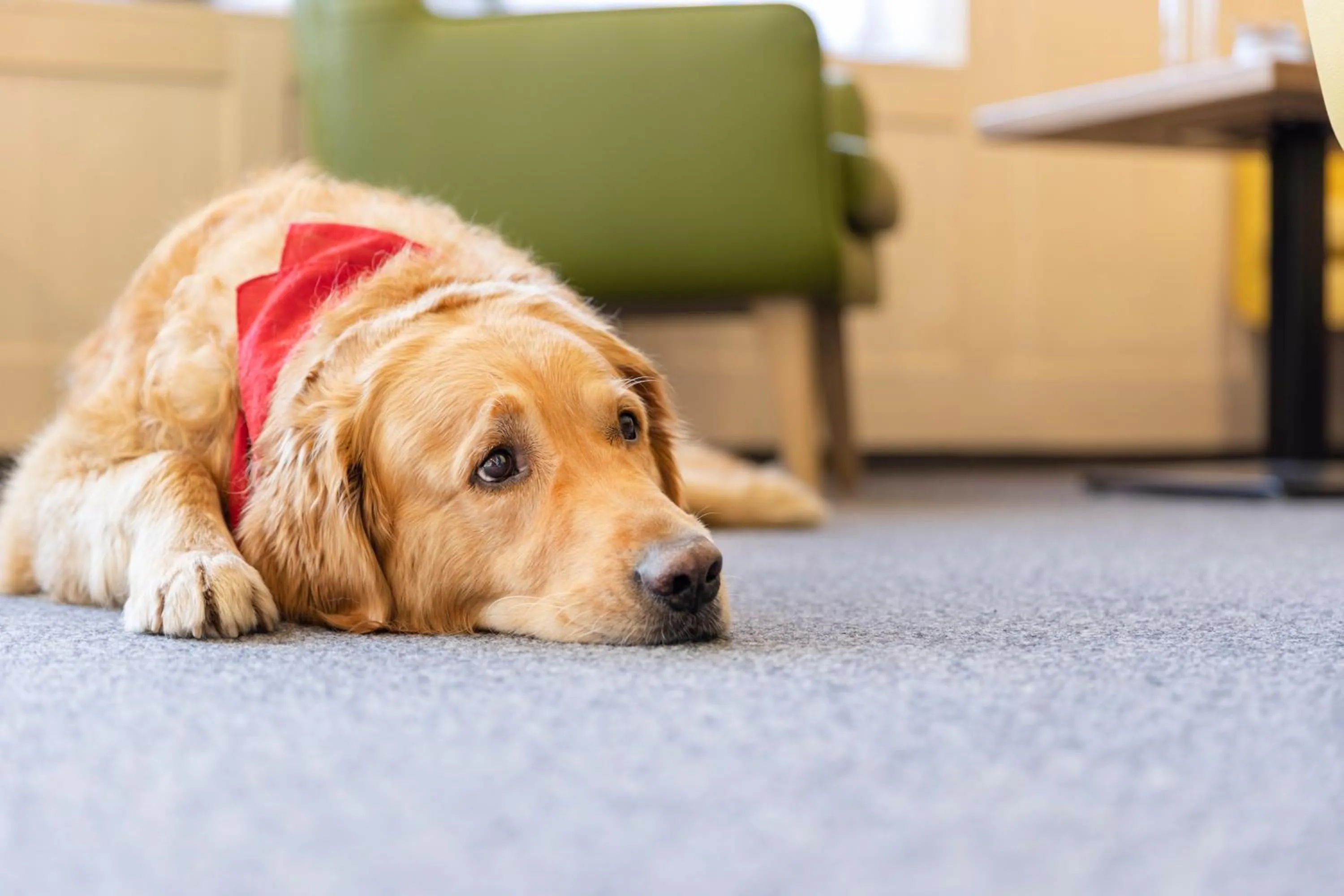 Pets in JUFA Hotel Laterns - Klangholzhus