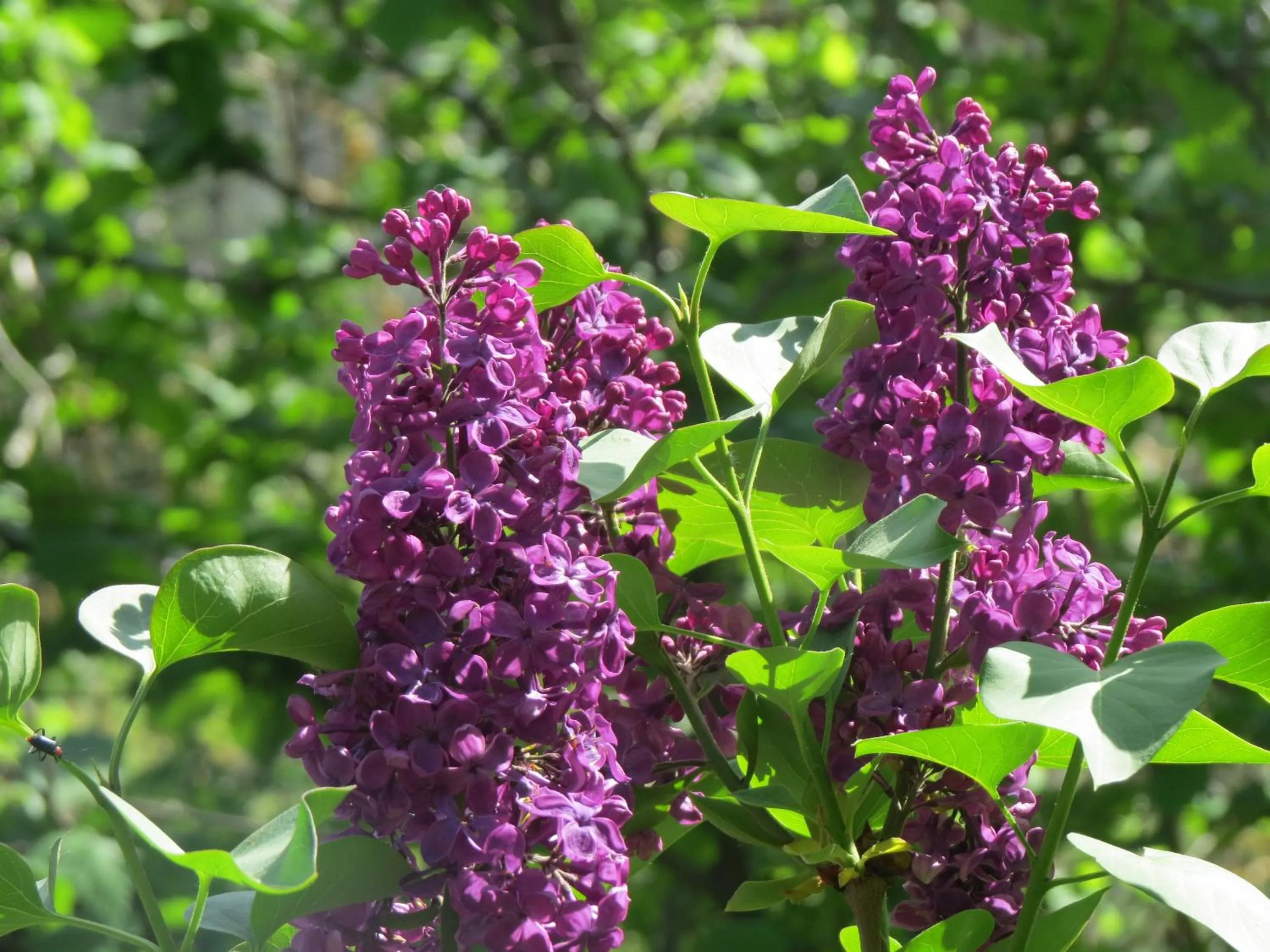 Garden in Chez Cécile et Mickaël