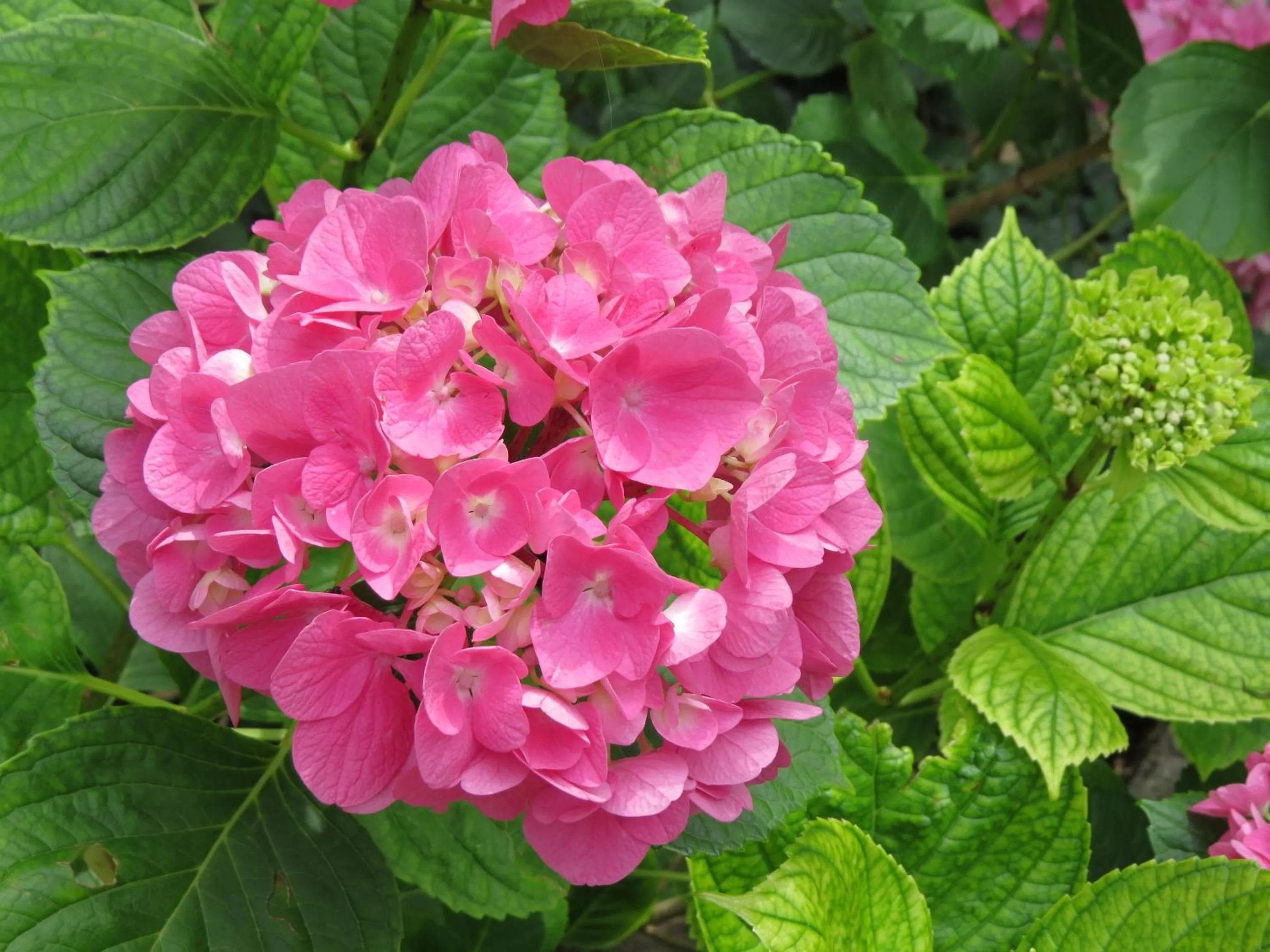 Garden in Chez Cécile et Mickaël