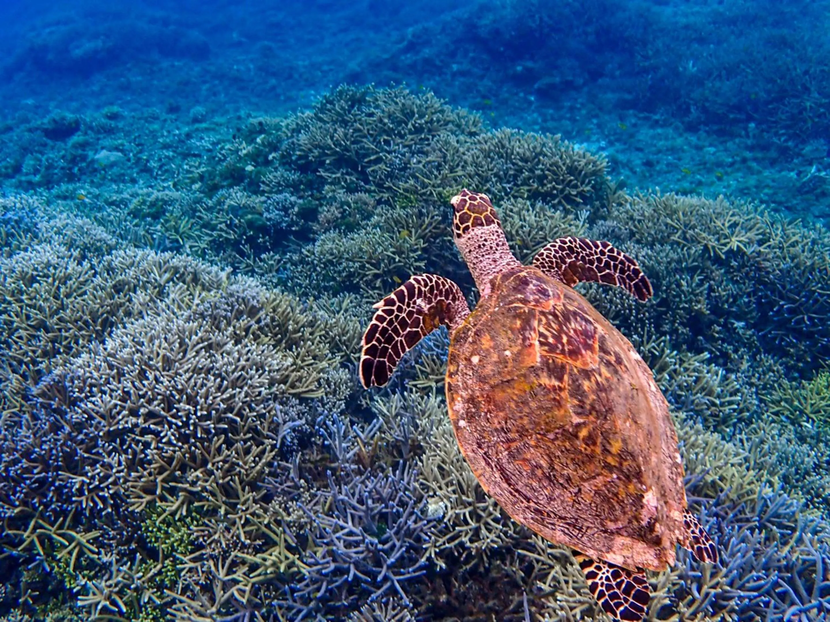 Off site in Ocean Front Maezato