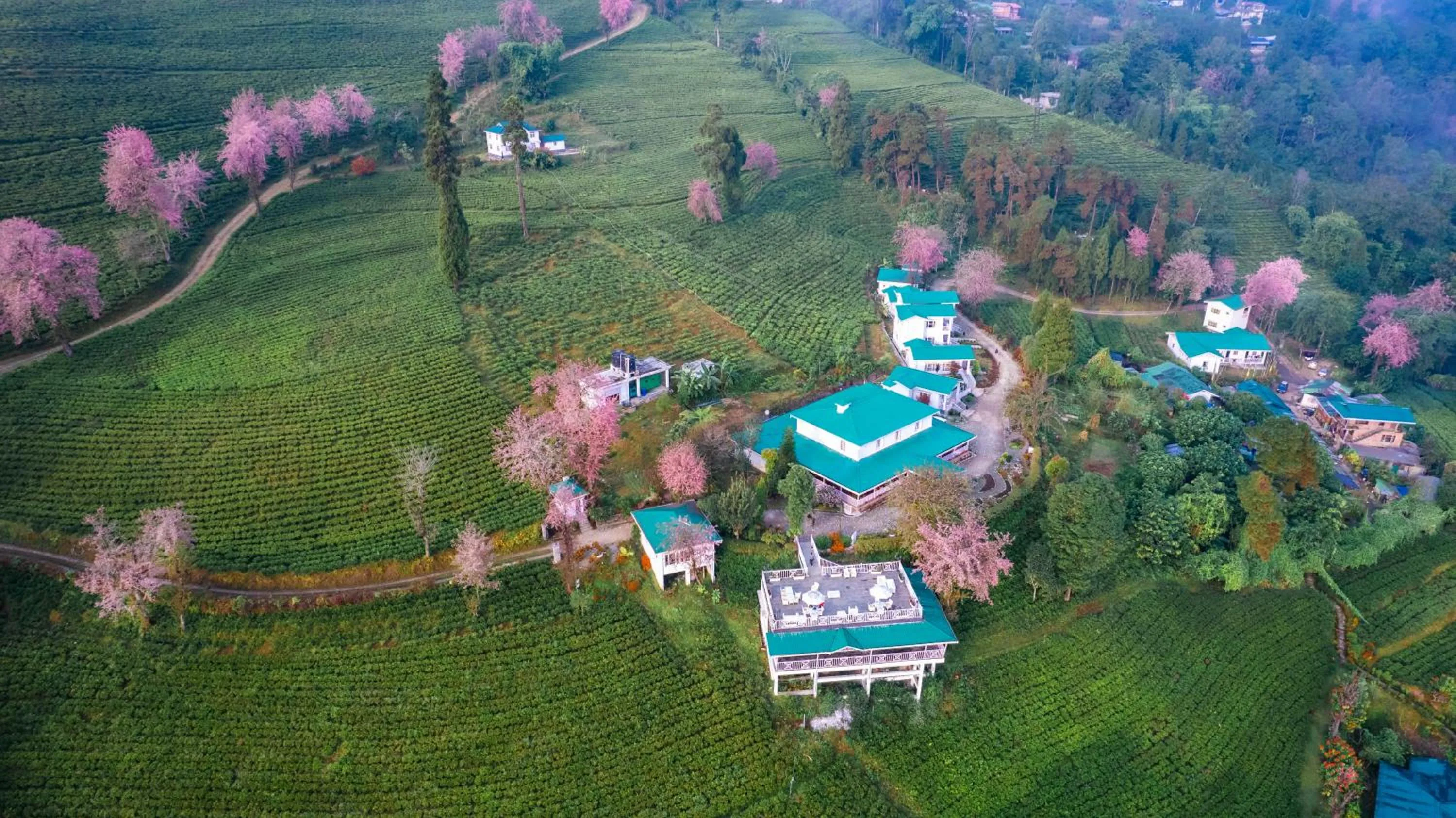 Spring in The Temi Bungalow South Sikkim