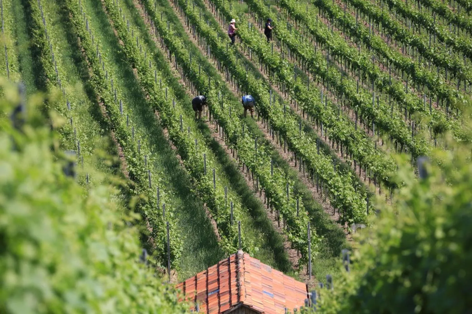 Natural landscape in Landidyll Hotel Lamm