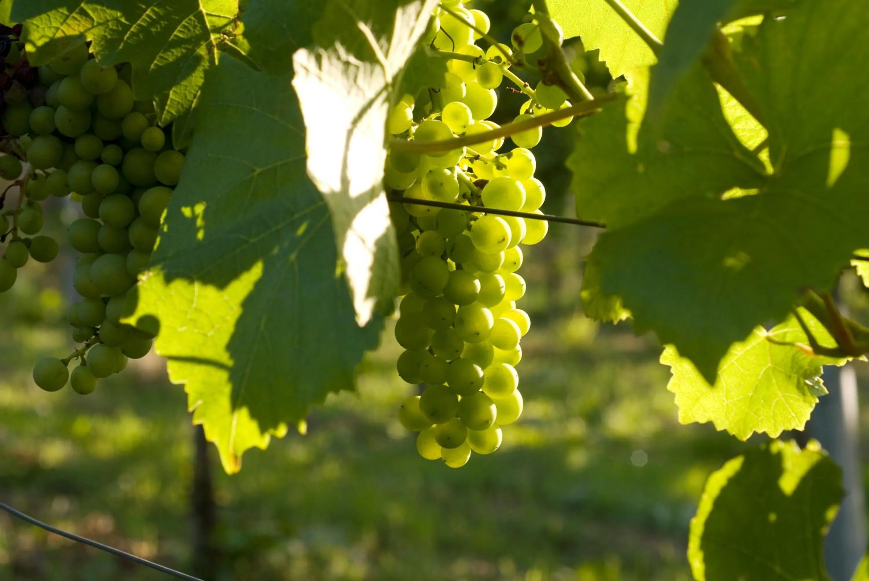 Area and facilities in Landidyll Hotel Lamm