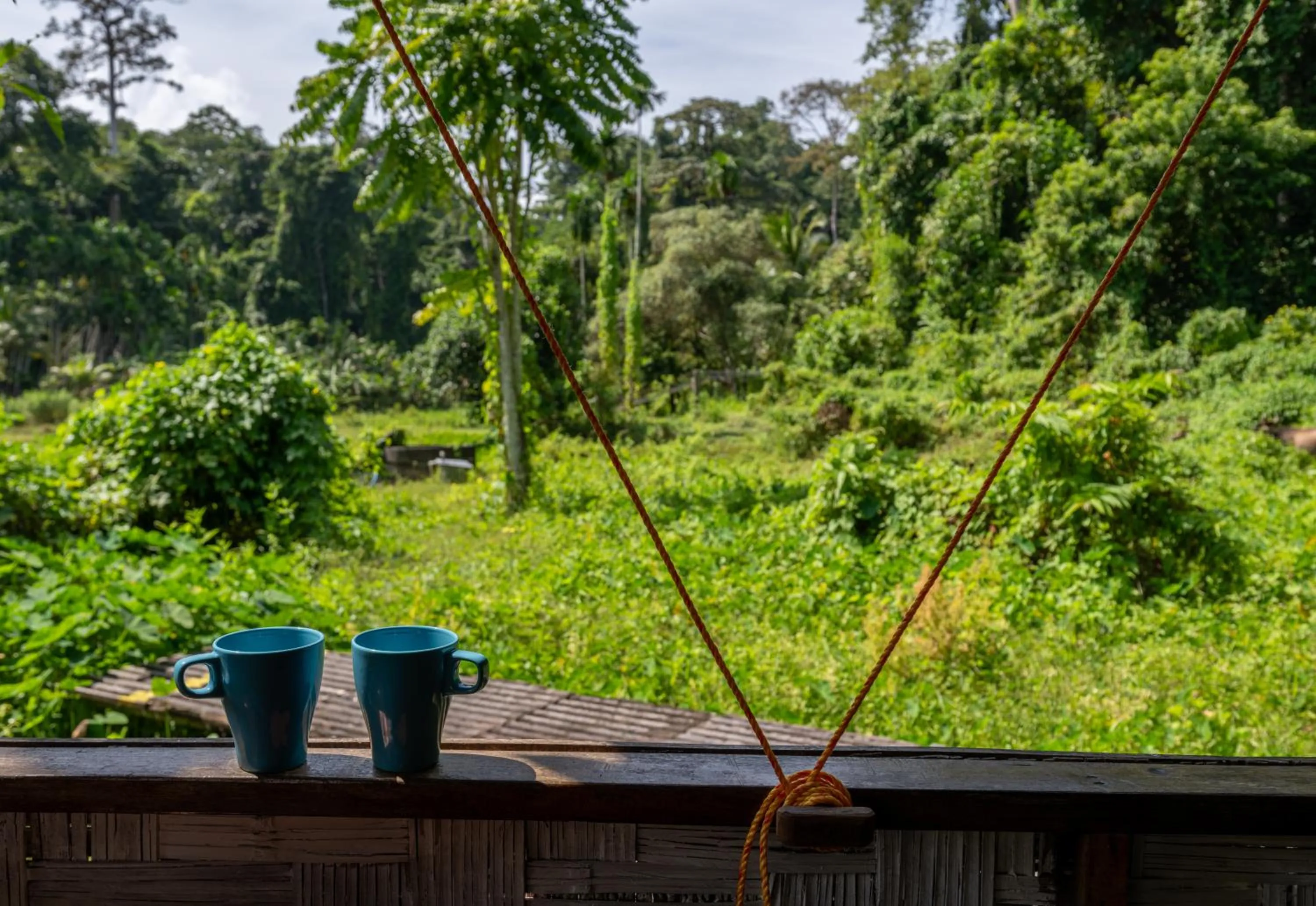 The Forest Elephant - Formerly known as the Flying Elephant