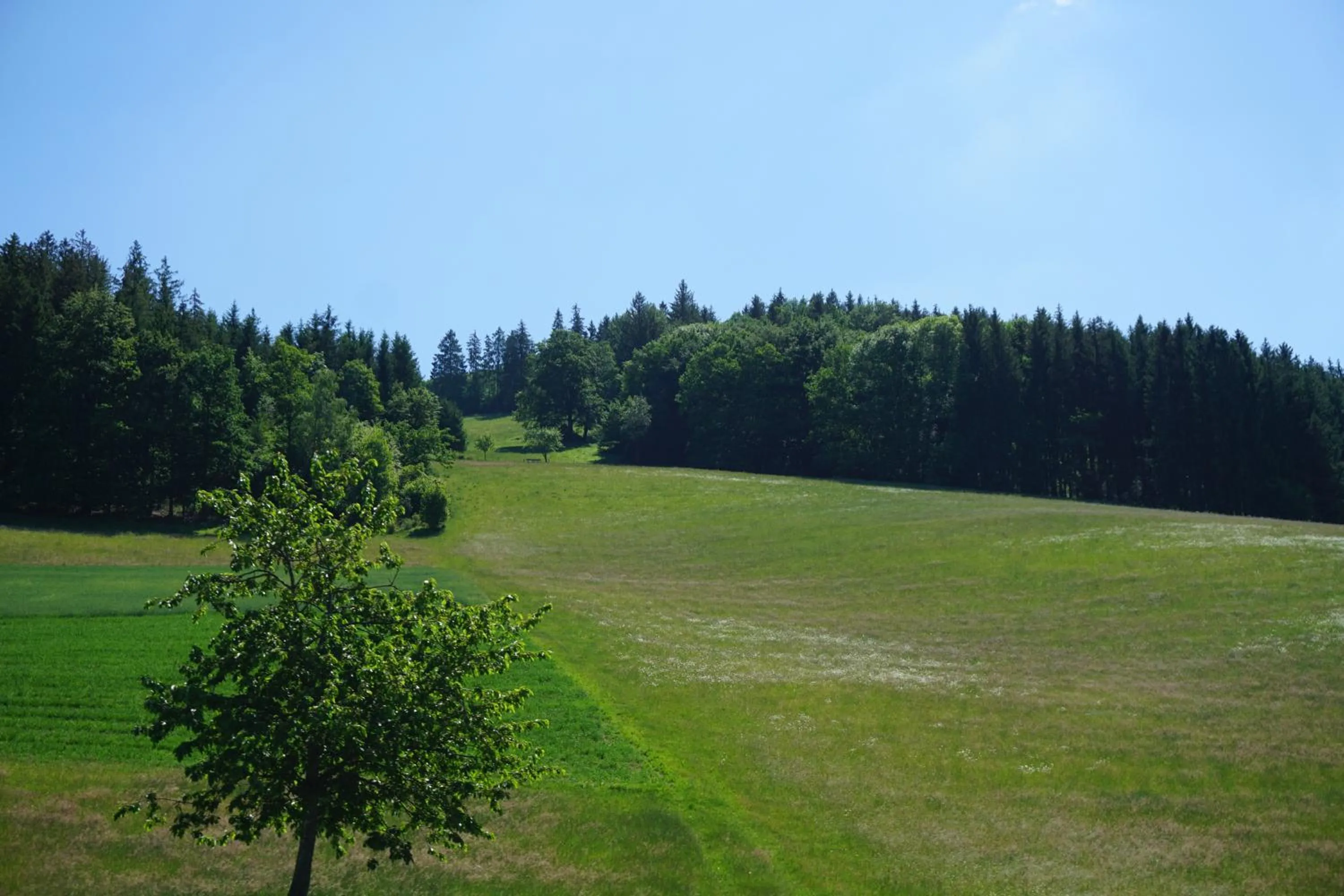 Natural landscape in Ehrenmättlehof Faißt