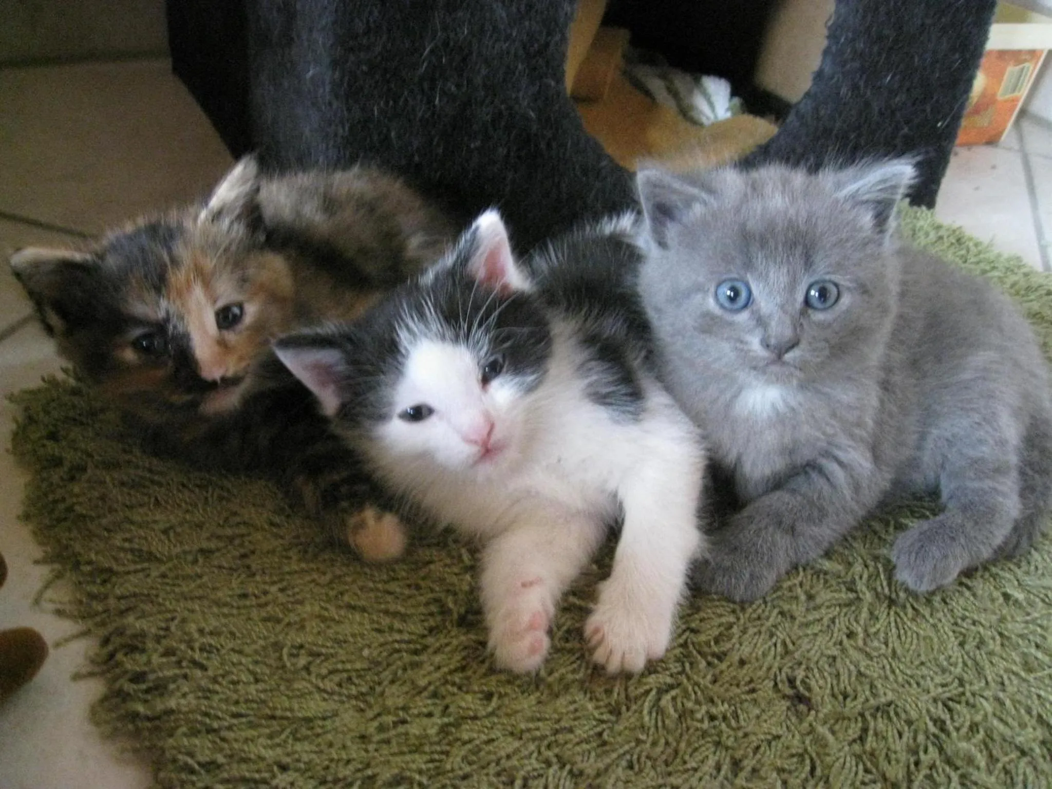 Animals in Veiter-Hof